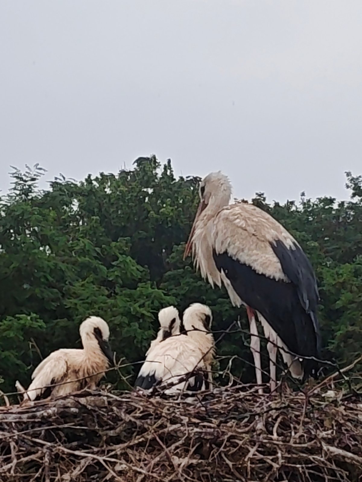 White stork and three chicks in a shared nest