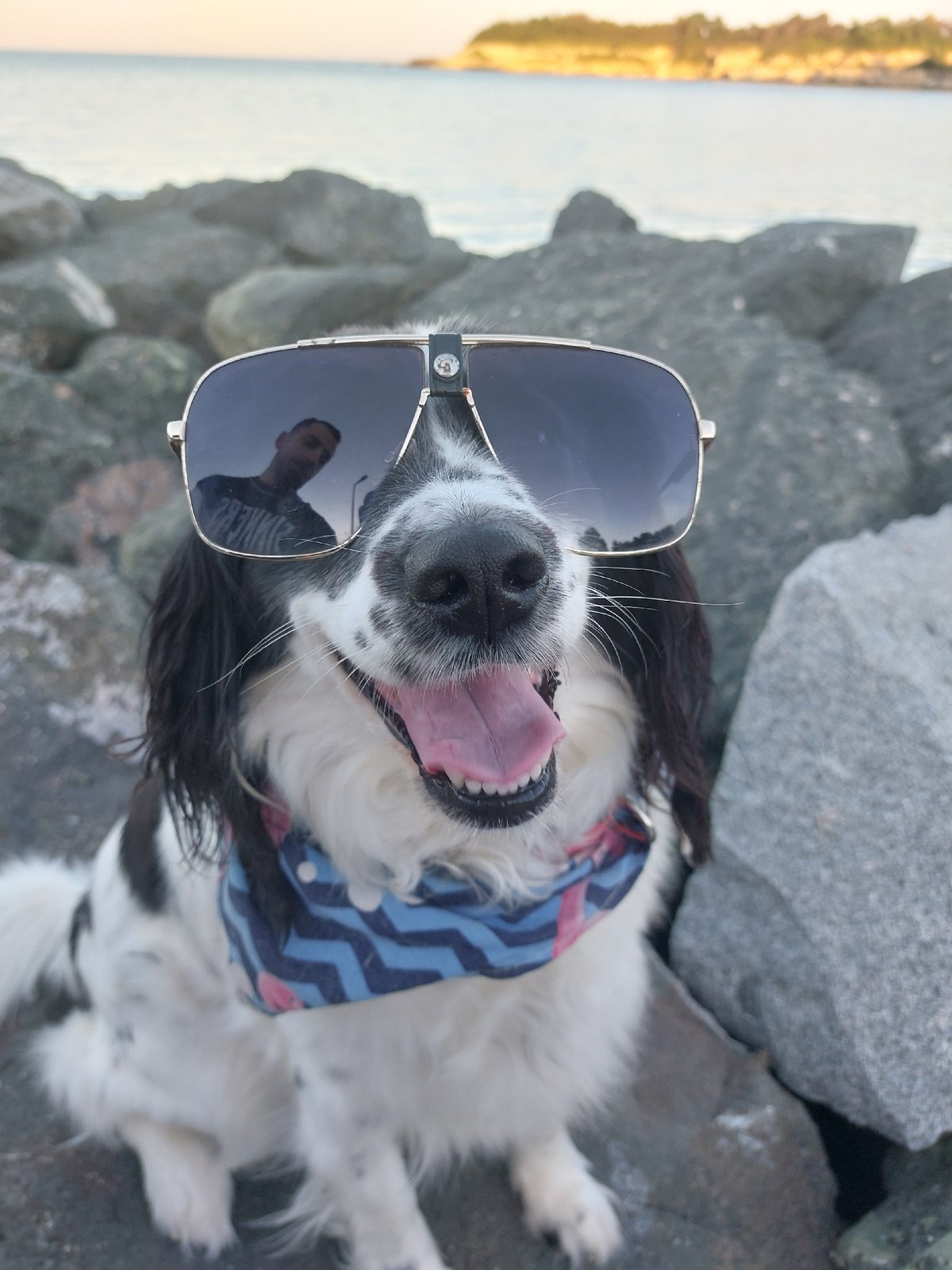 Dog in sunglasses poses on Bulgarian coast rocks