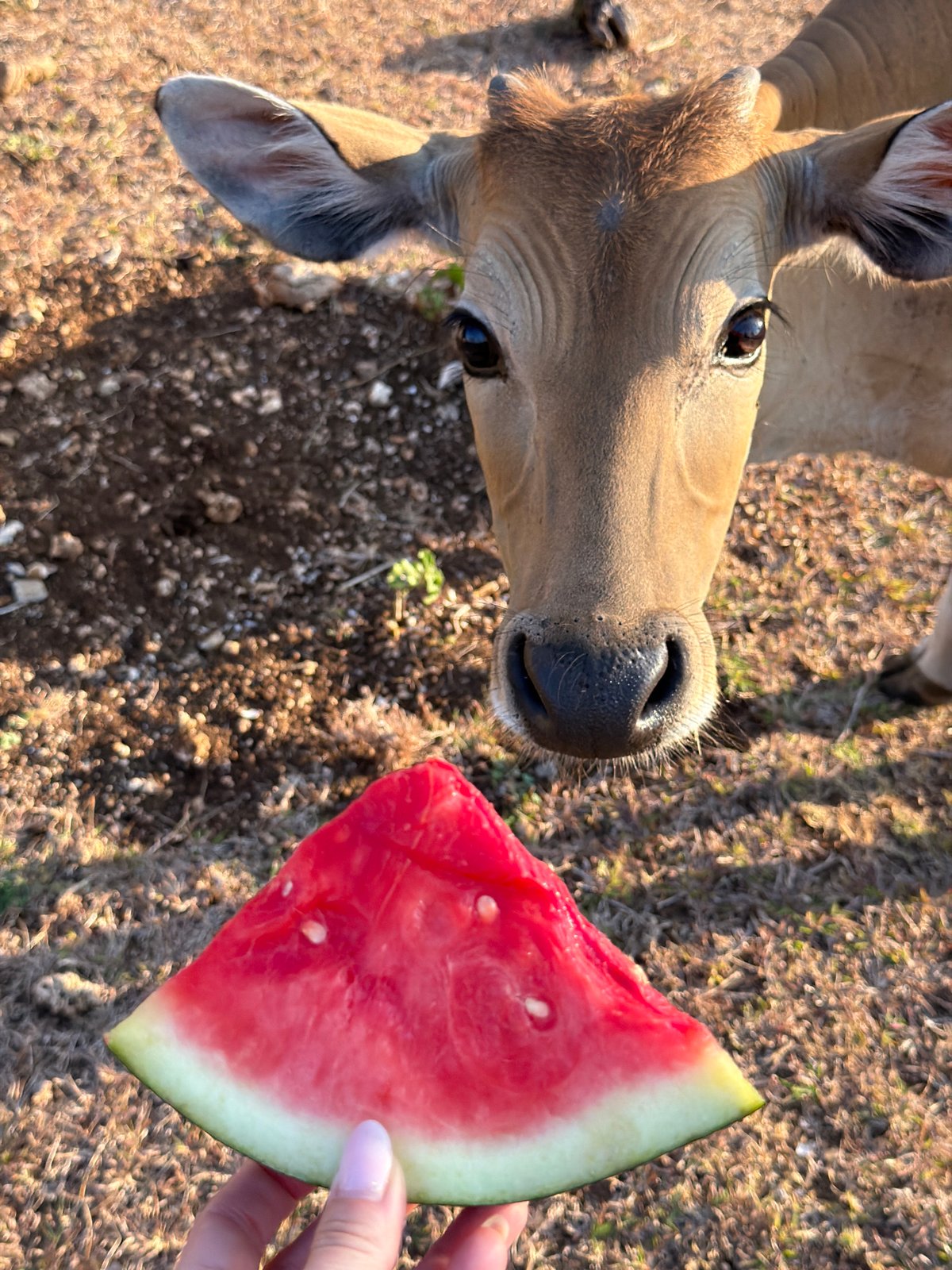 Cows, monkeys, and a dog in Kuta Selatan on a July morning