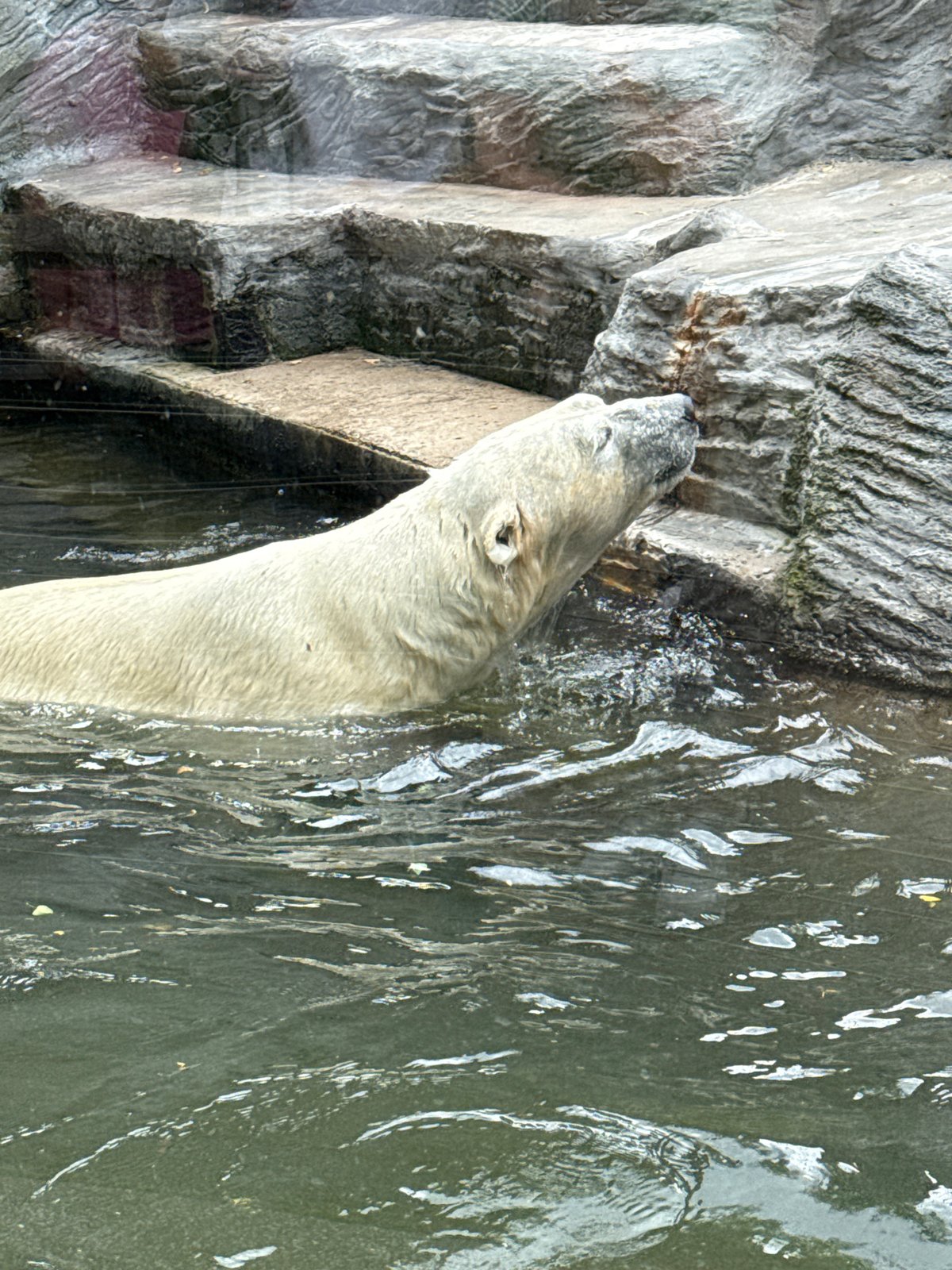 Morning walk through Prague Zoo, animals up close
