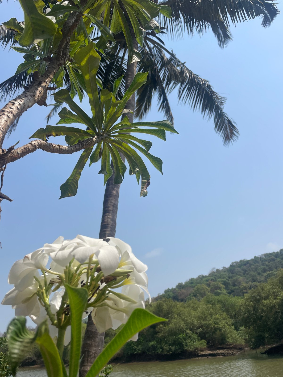 Morning scenes captured around Marna, India's tropical landscape