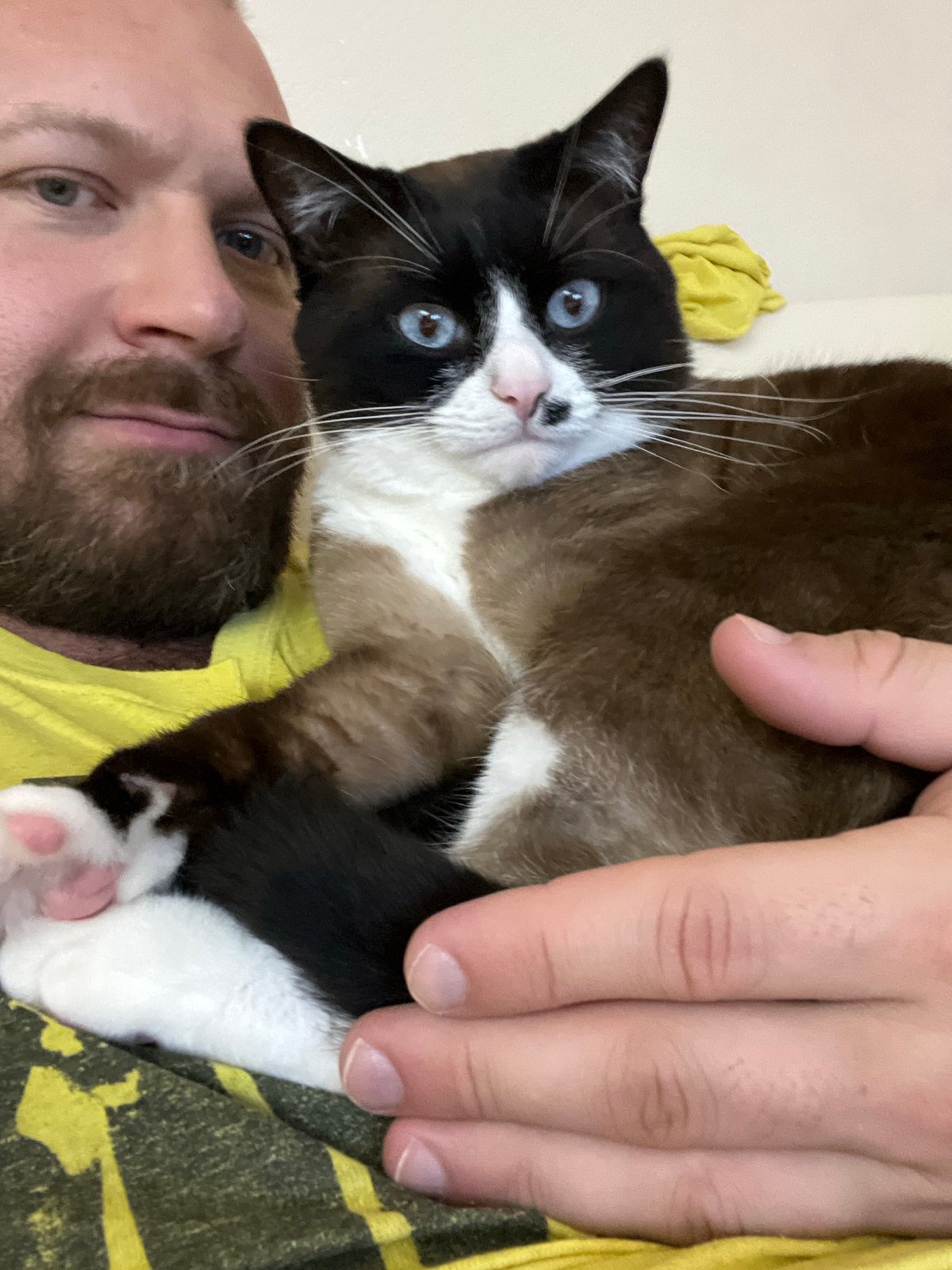 Chill moment with a blue-eyed cat in Noviy, Russia