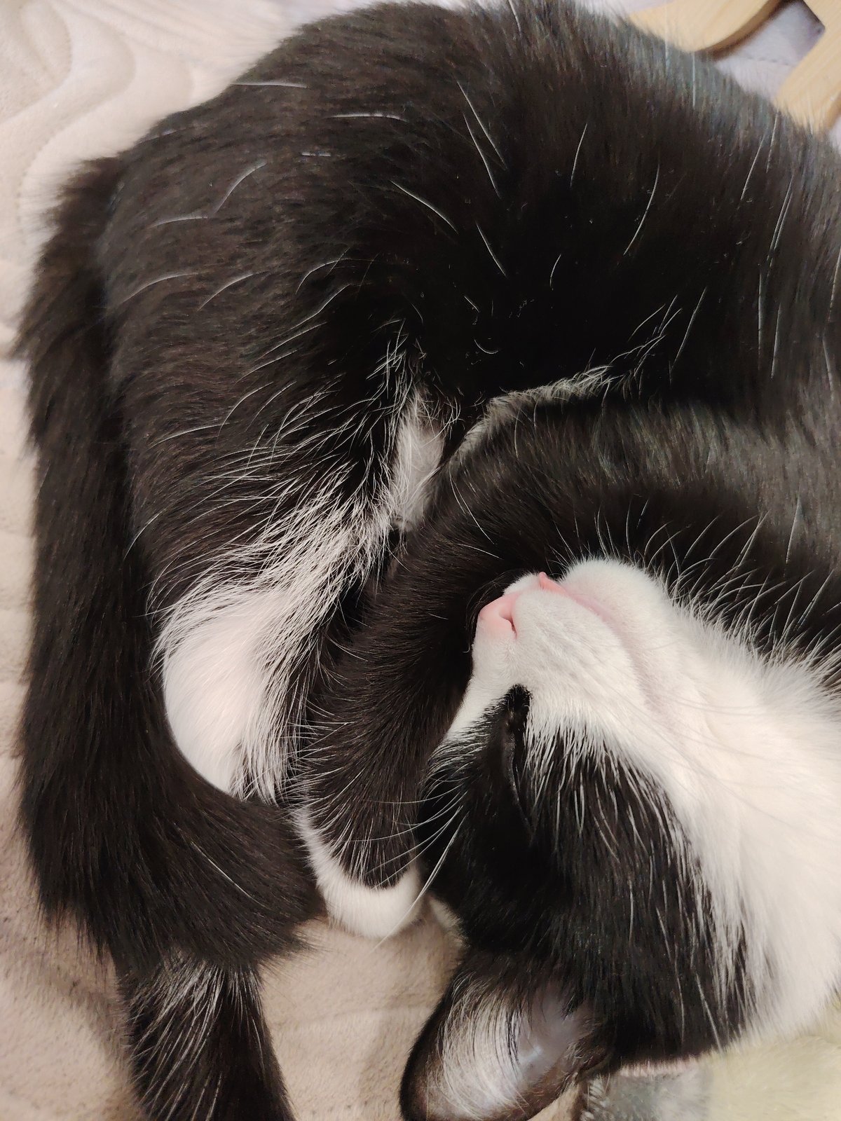 Morning cat moments across soft surfaces and cozy spots