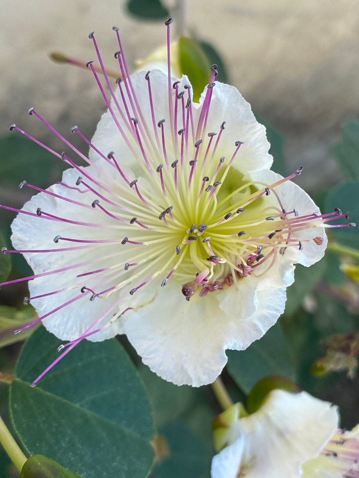 Morning nature walk documented across Alanya, Turkey coastline