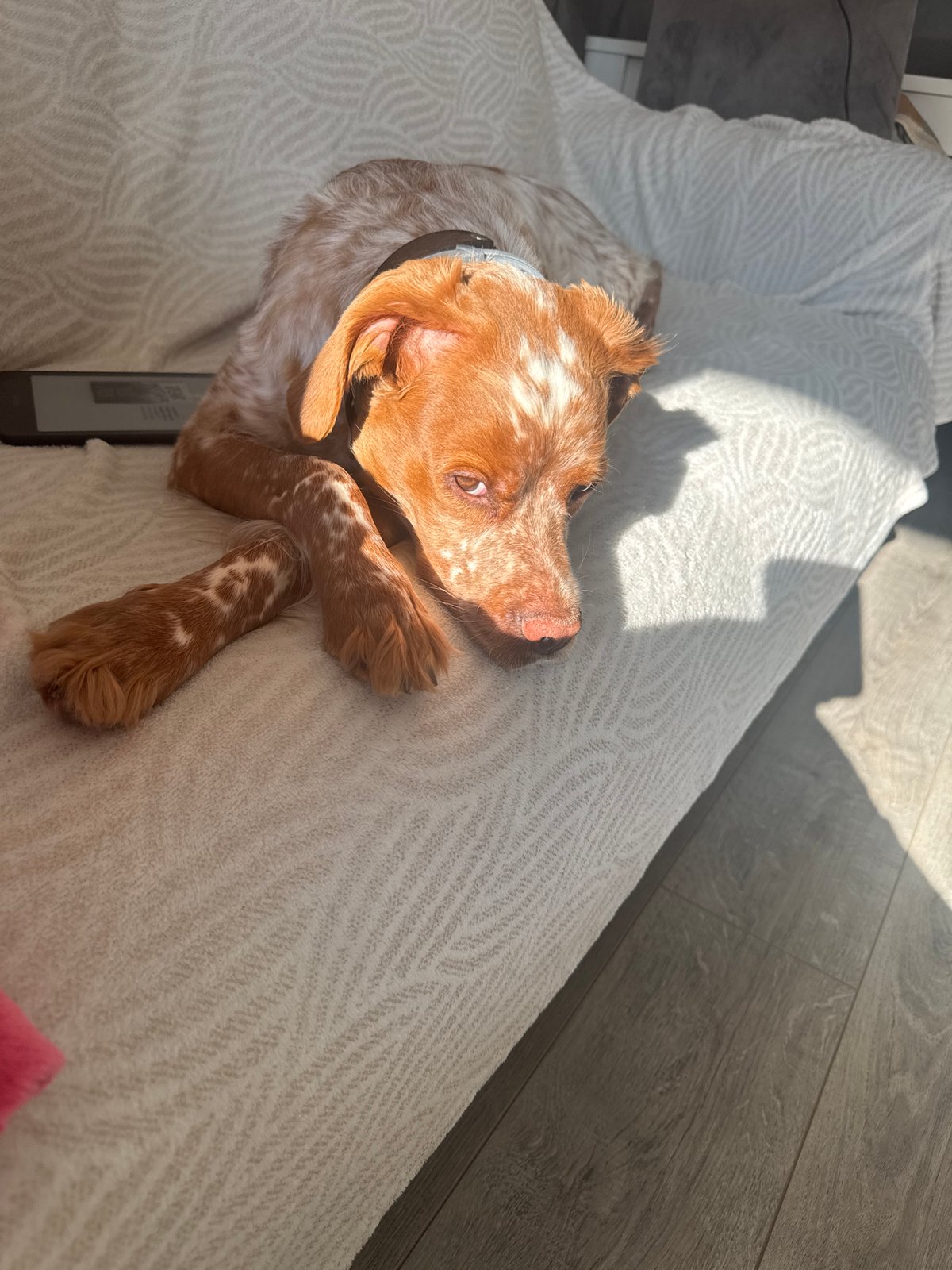 Sofia resident documents quiet morning with dog and pancake breakfast
