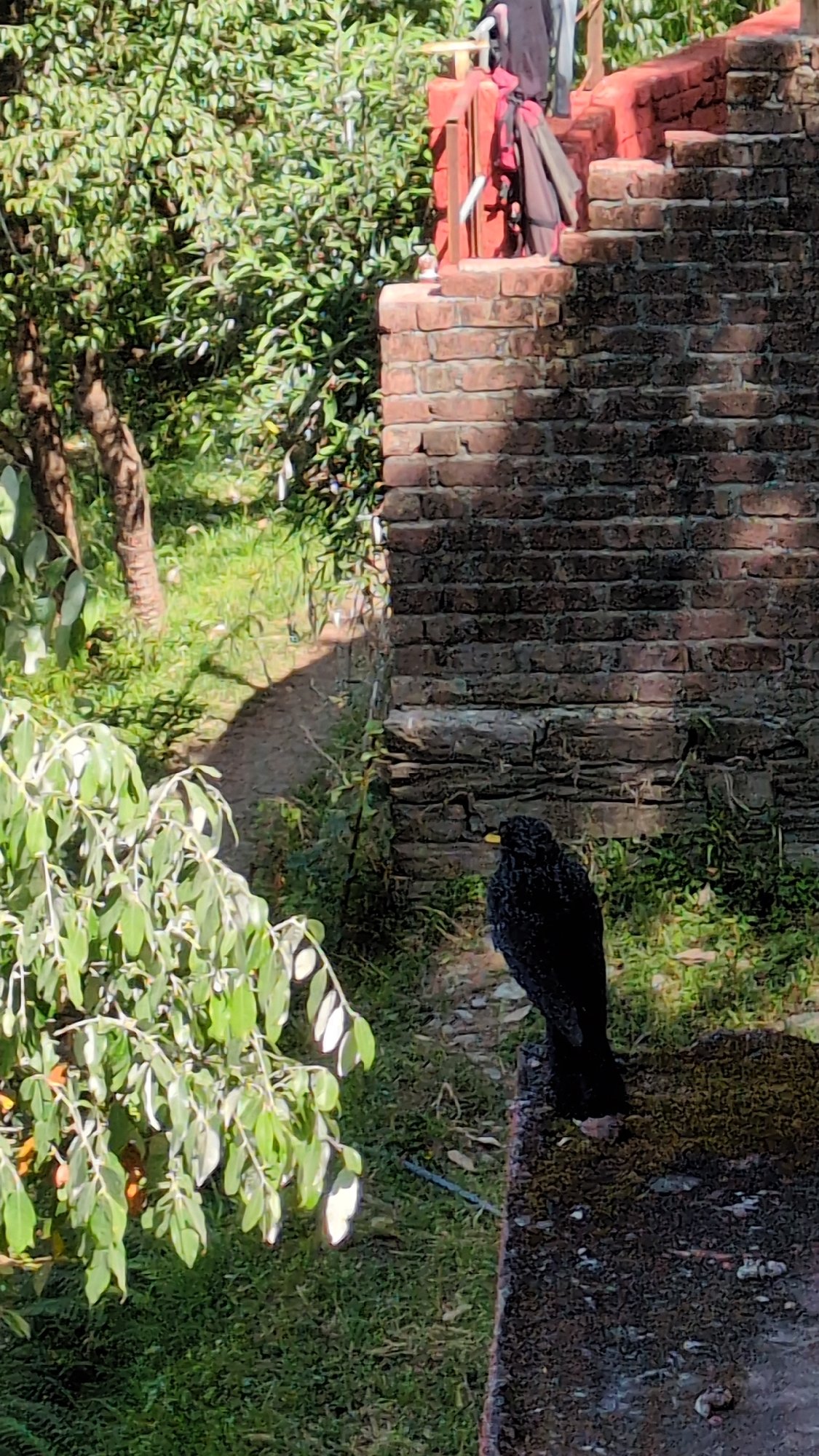 Black crow observed in urban gardens of Haini, India