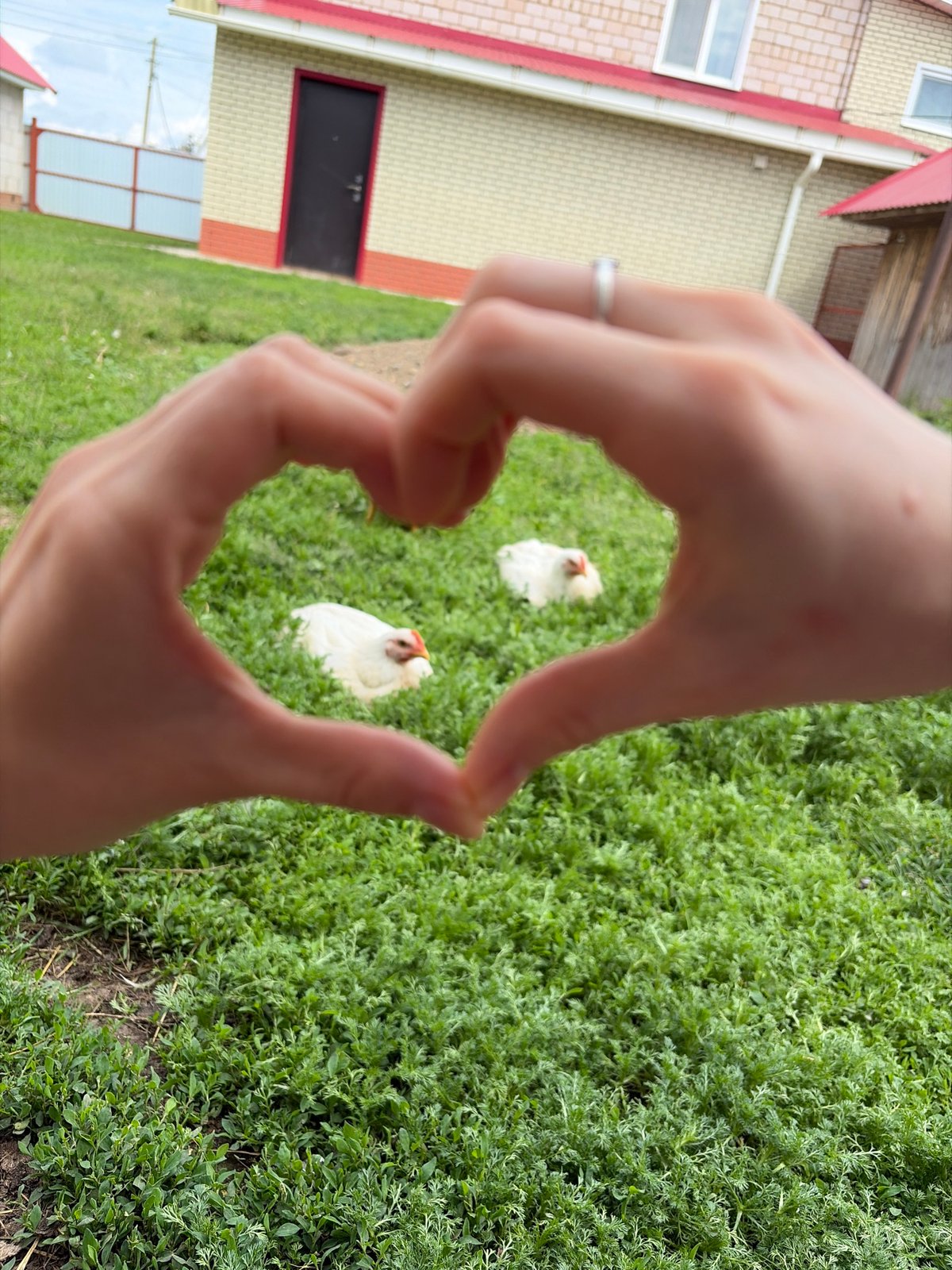 Rural photo session captures woman, chickens, cat in Kadryakovo