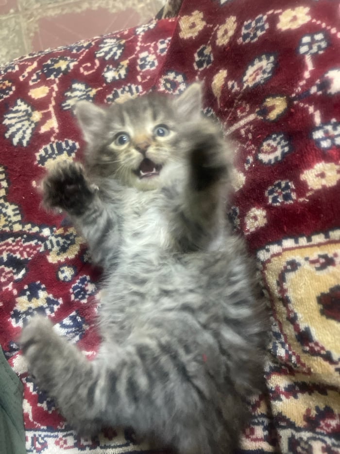 Playful kitten captured on patterned rug in Astrakhan