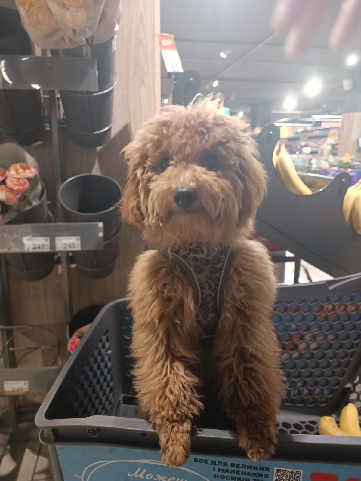 Poodle in a leopard-print harness cruises a grocery store by cart.