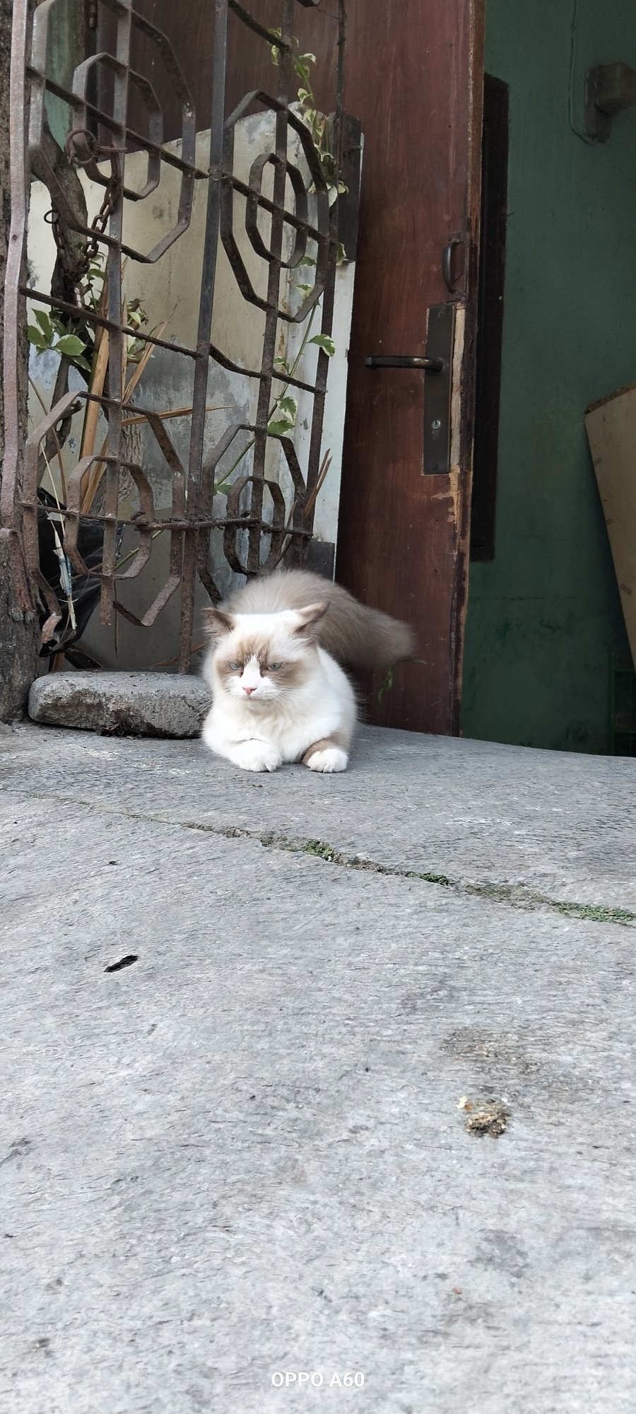 Cats, coffee, and quiet streets in North Kuta