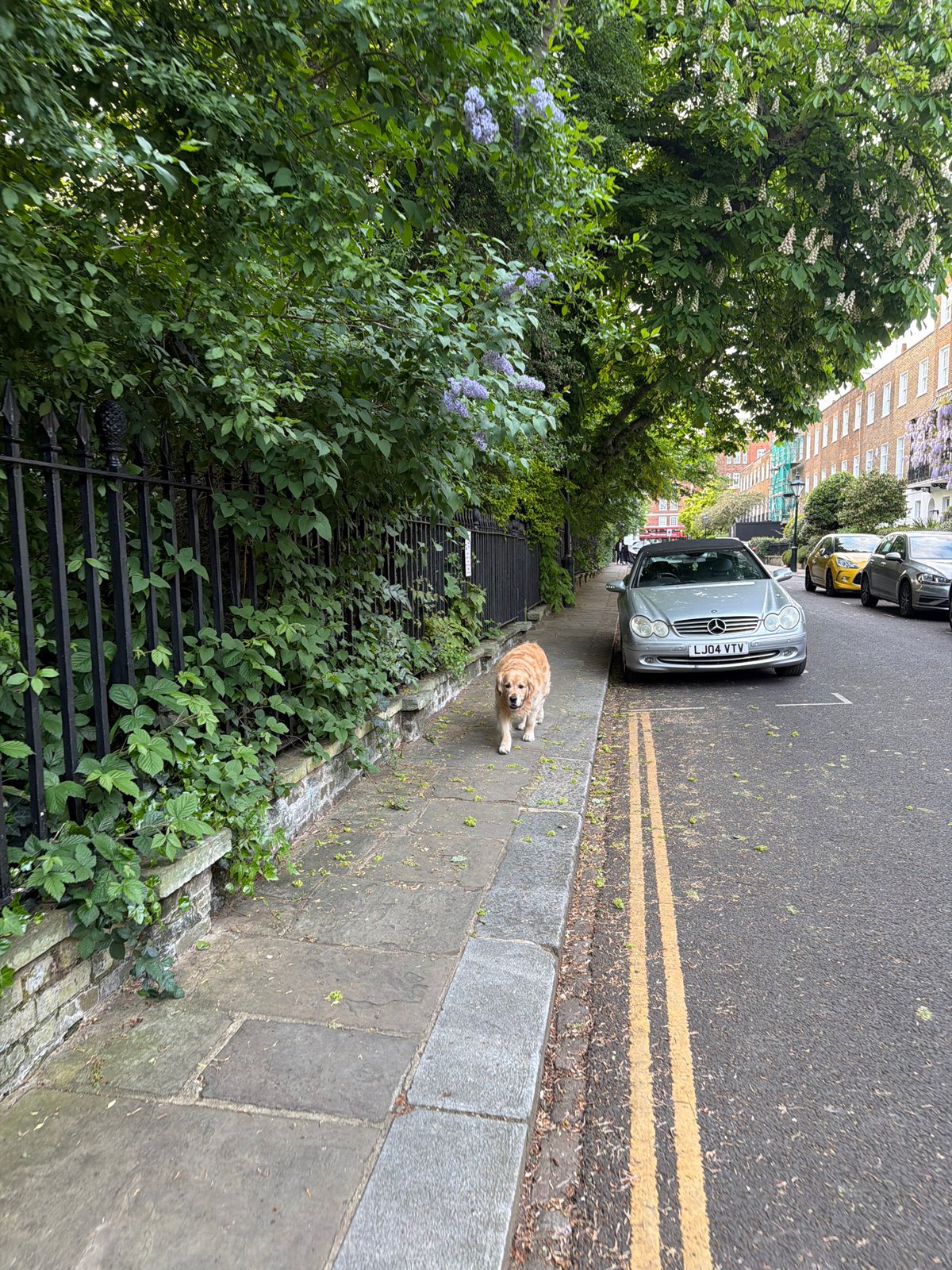 London witnesses document golden retriever, grey heron sightings Sunday evening