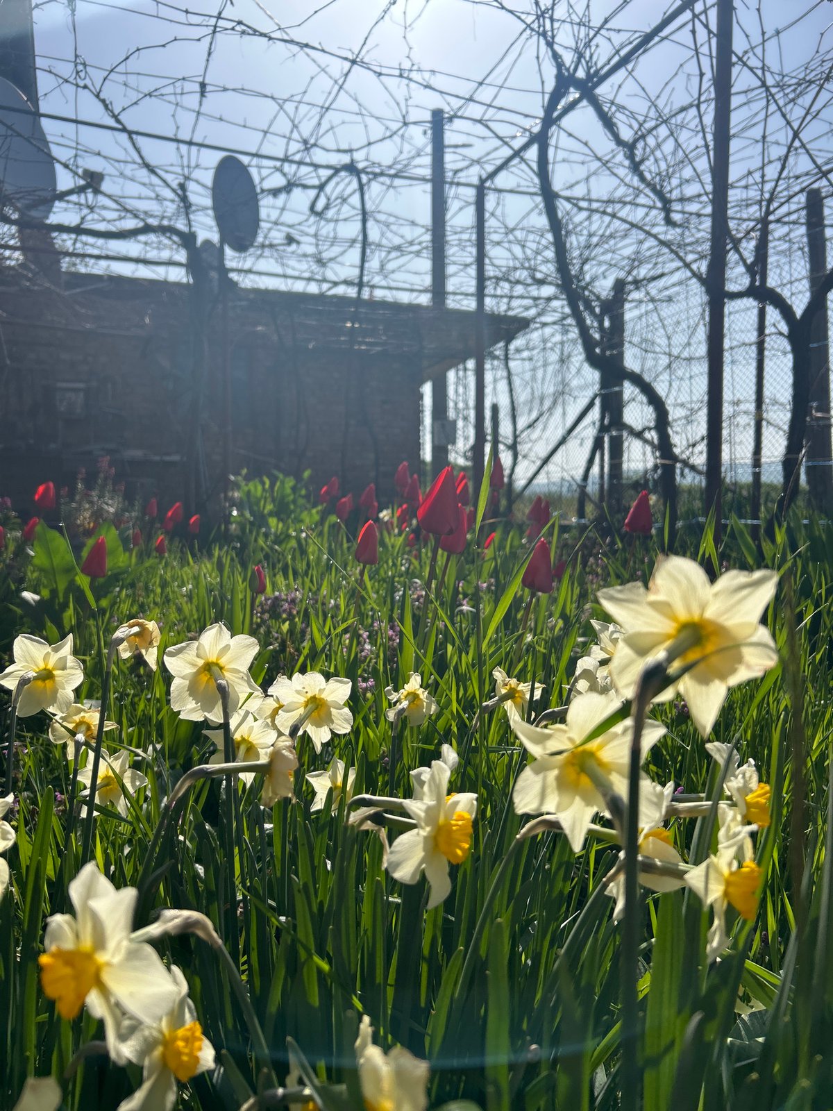 Spring flowers bloom in Bulgarian garden