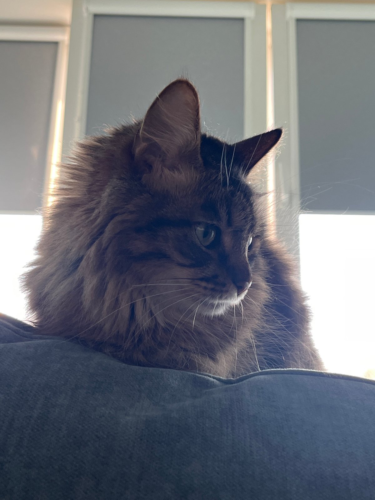 Tabby cat photographed obsessively from every possible angle