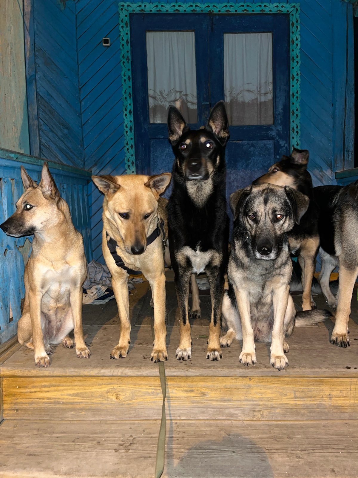 Dogs gather on porch, play in fields in Nizhny Tagil