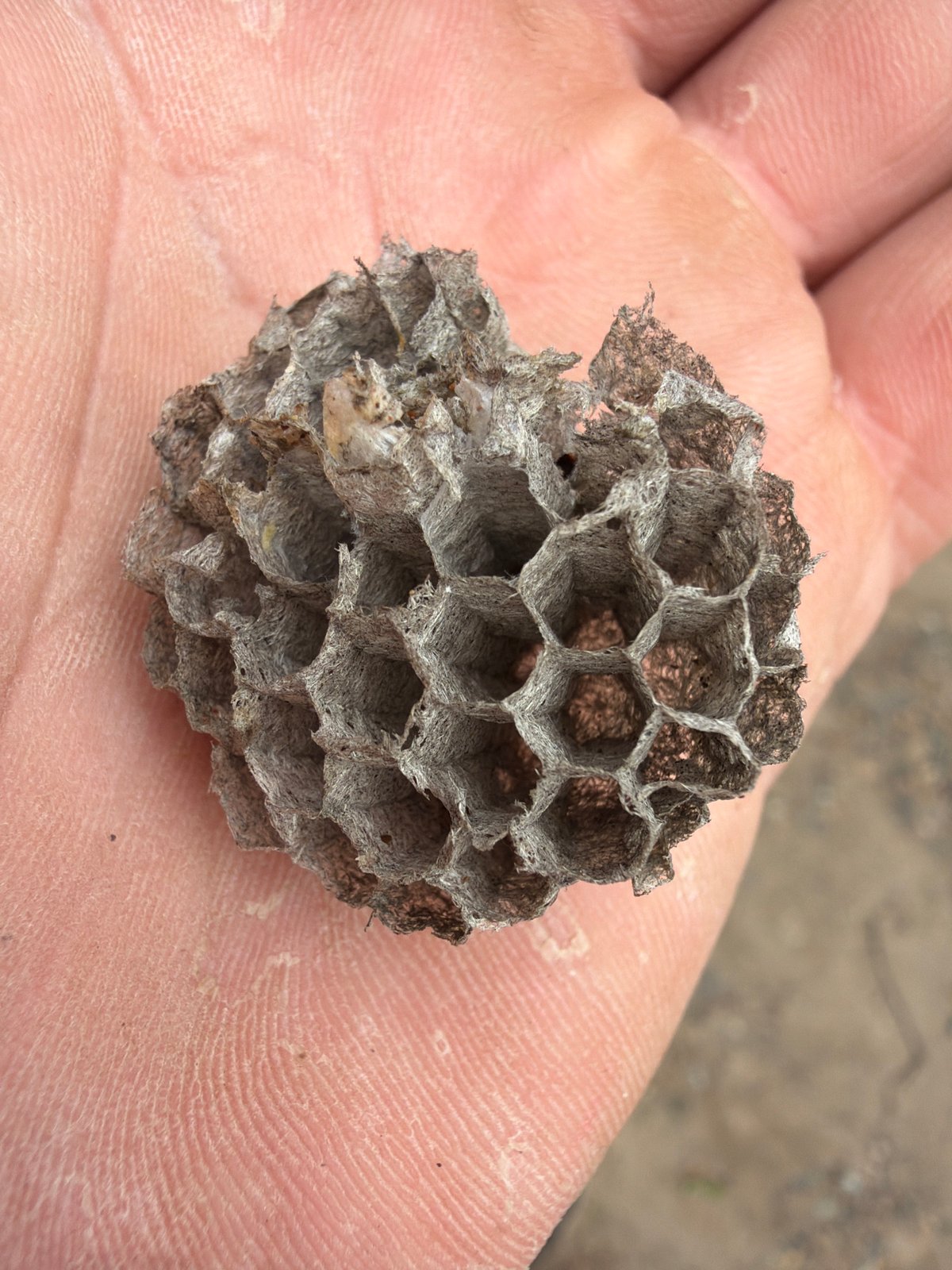 Chaikovsky resident finds wasp nest fragments, documents breakfast