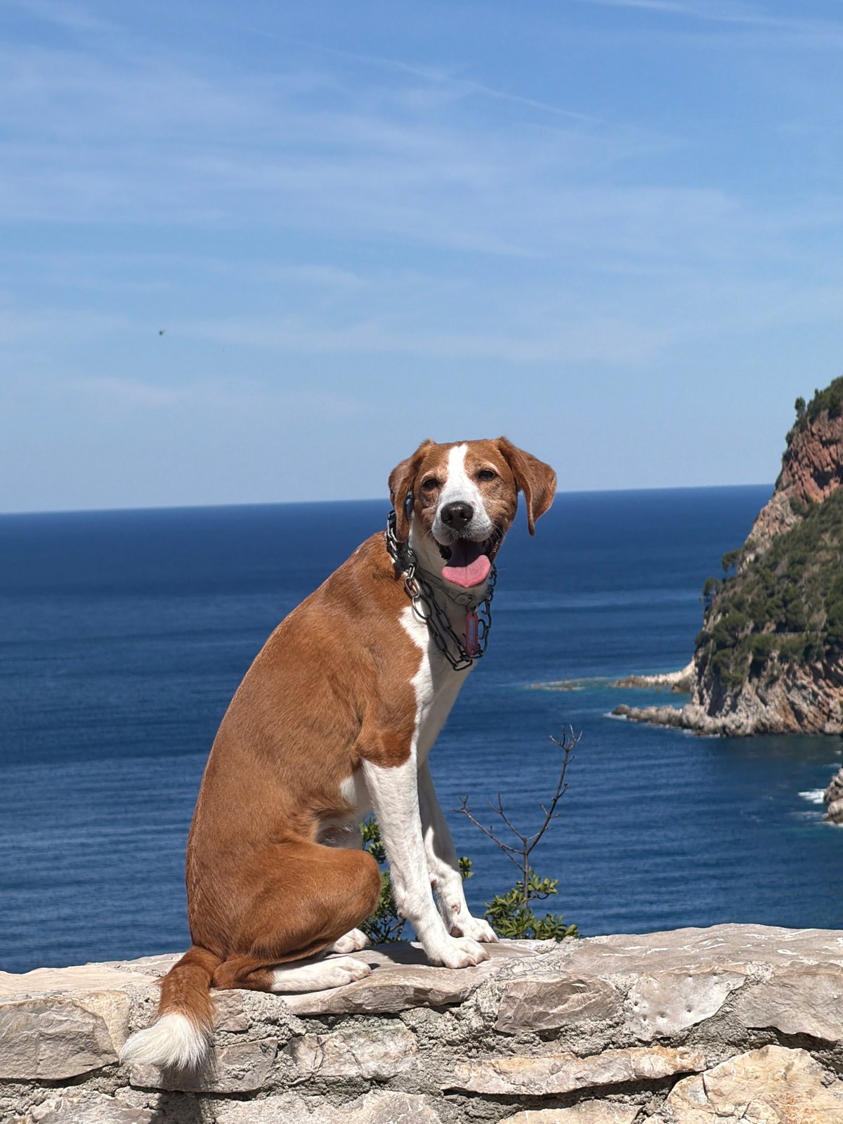 Morning coastal scenes with dog overlooking Adriatic in Petrovac