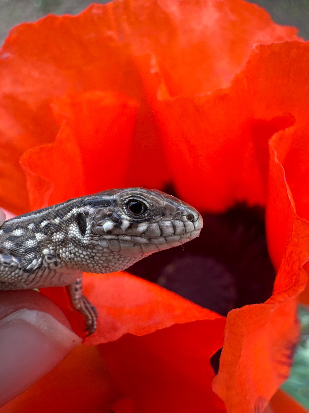 Nature walk documented in Chaikovsky featuring lizards and flowers