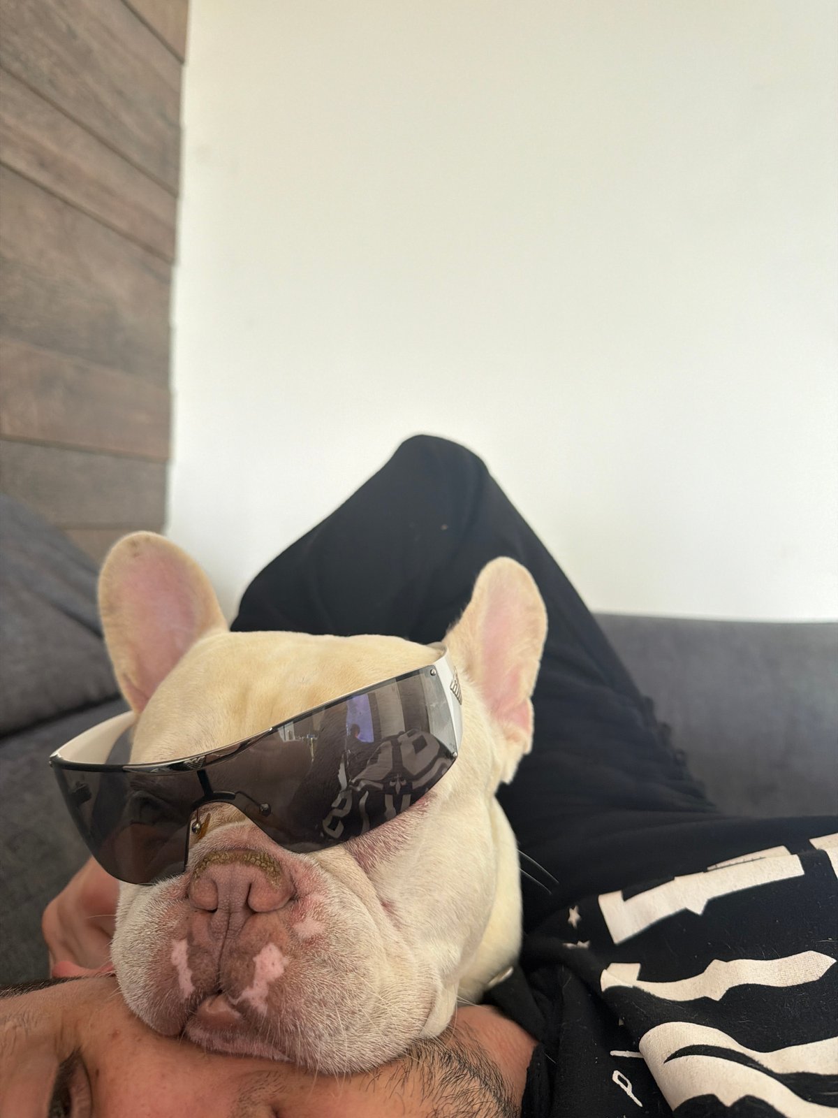 French Bulldog puppy moments documented in Burgas apartment