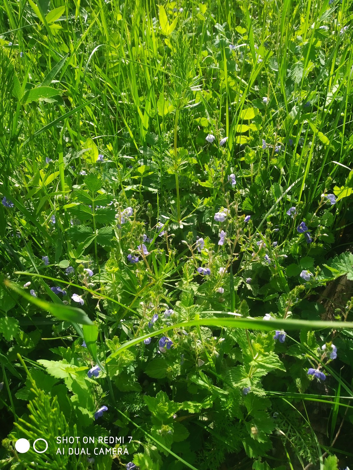 Sunlit wild vegetation captured in Chaikovsky, Russia