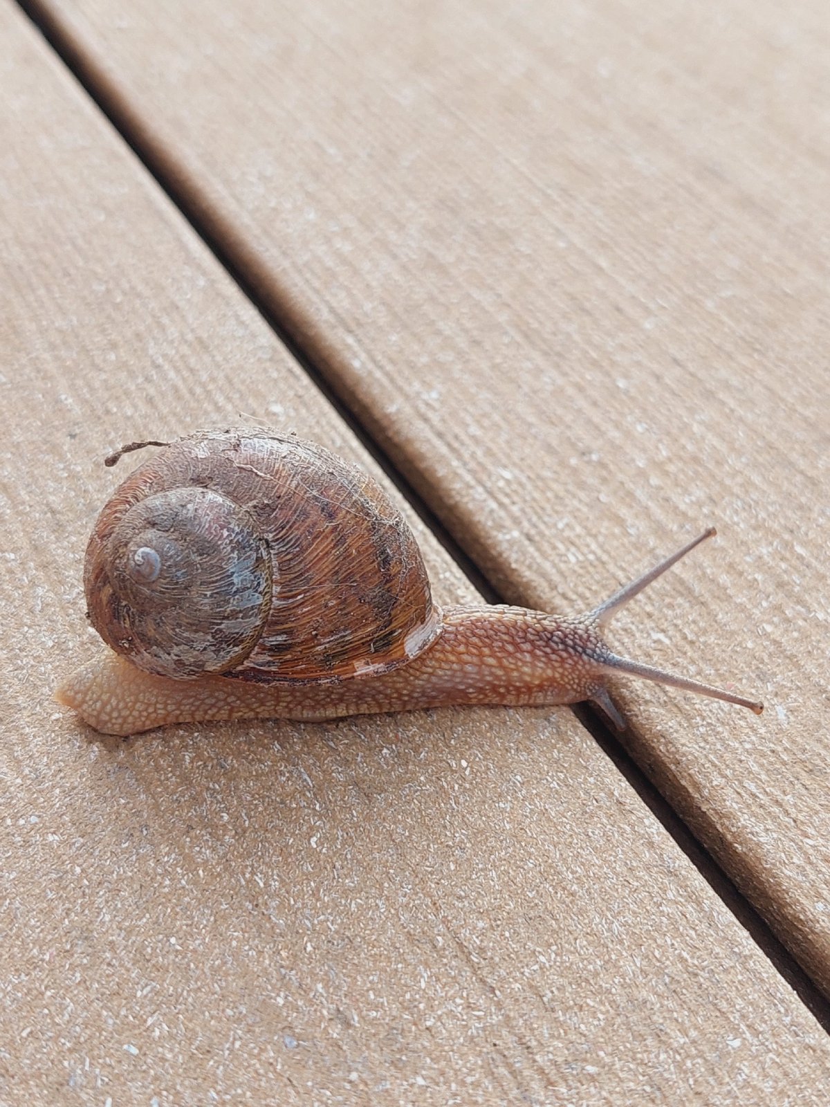 Sofia morning: snails on a deck, selfies at a glass building