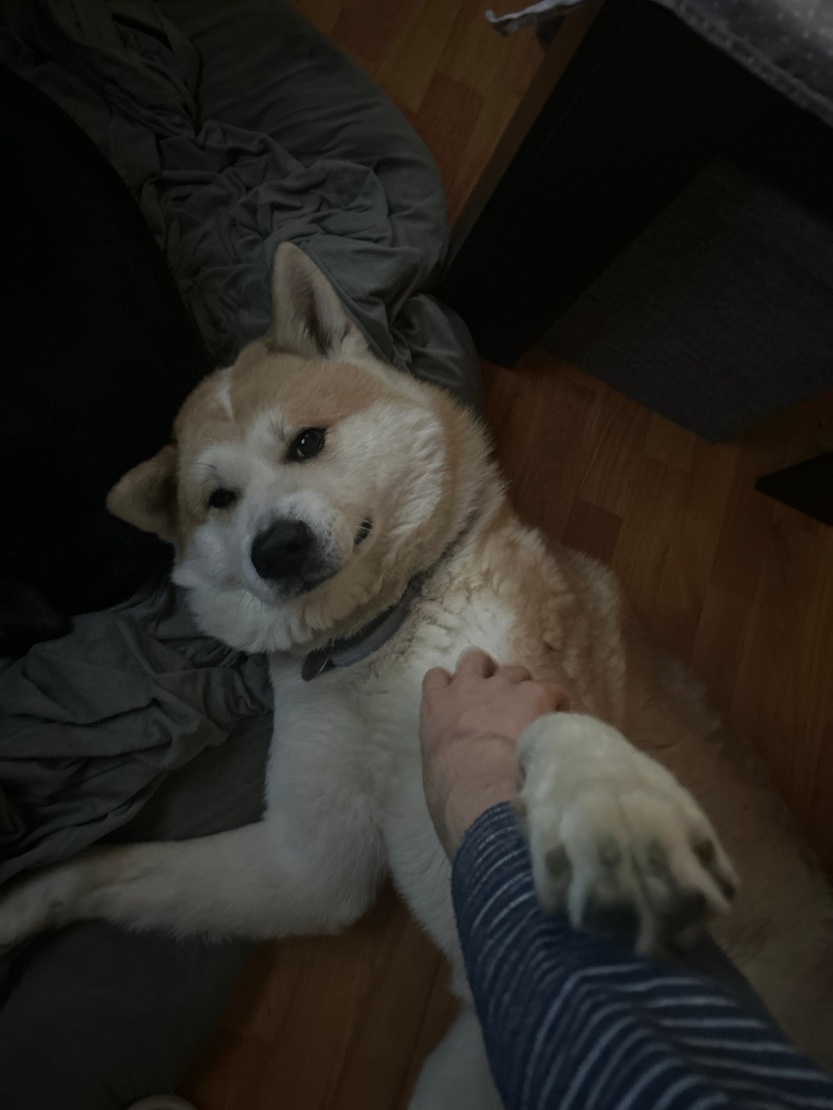 Sofia resident captures quiet afternoon with Akita dog and cockatiel