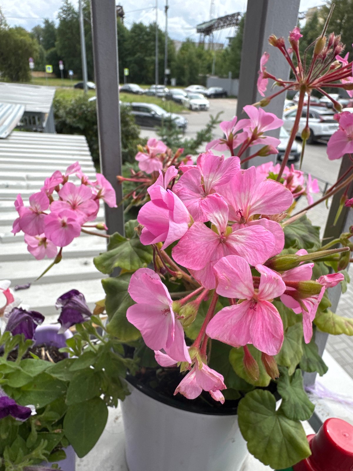 Pink florals and cozy interiors in Sinyavino, Russia