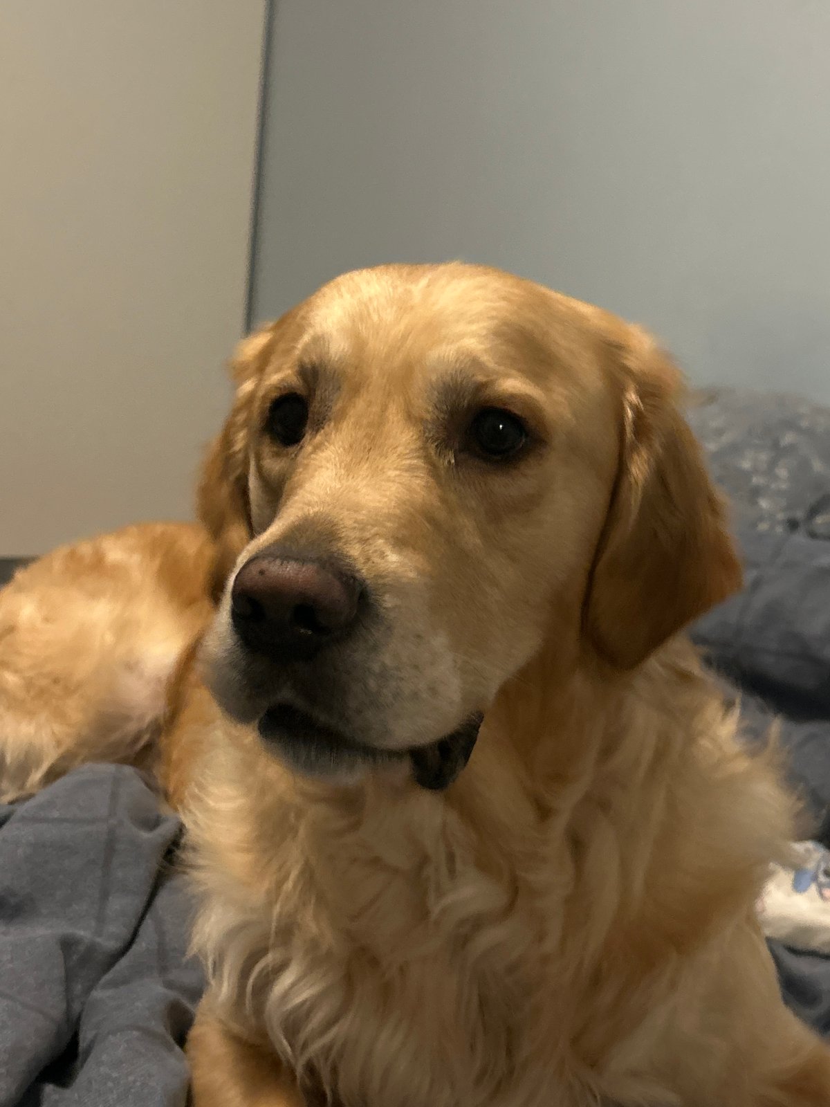 Golden retriever rests at home in Sofia residence