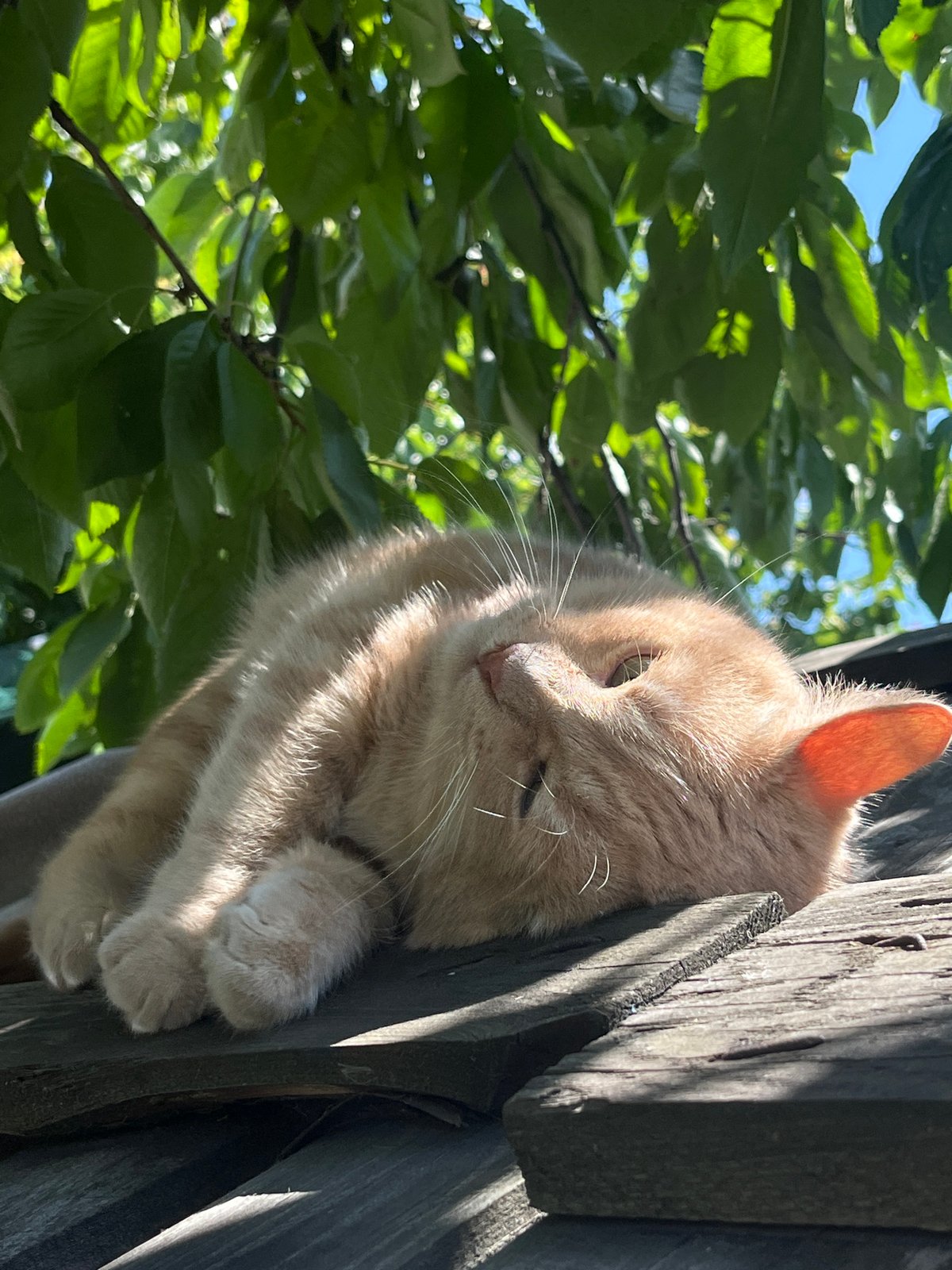 Orange tabby naps and grooms on a sunny wooden rooftop
