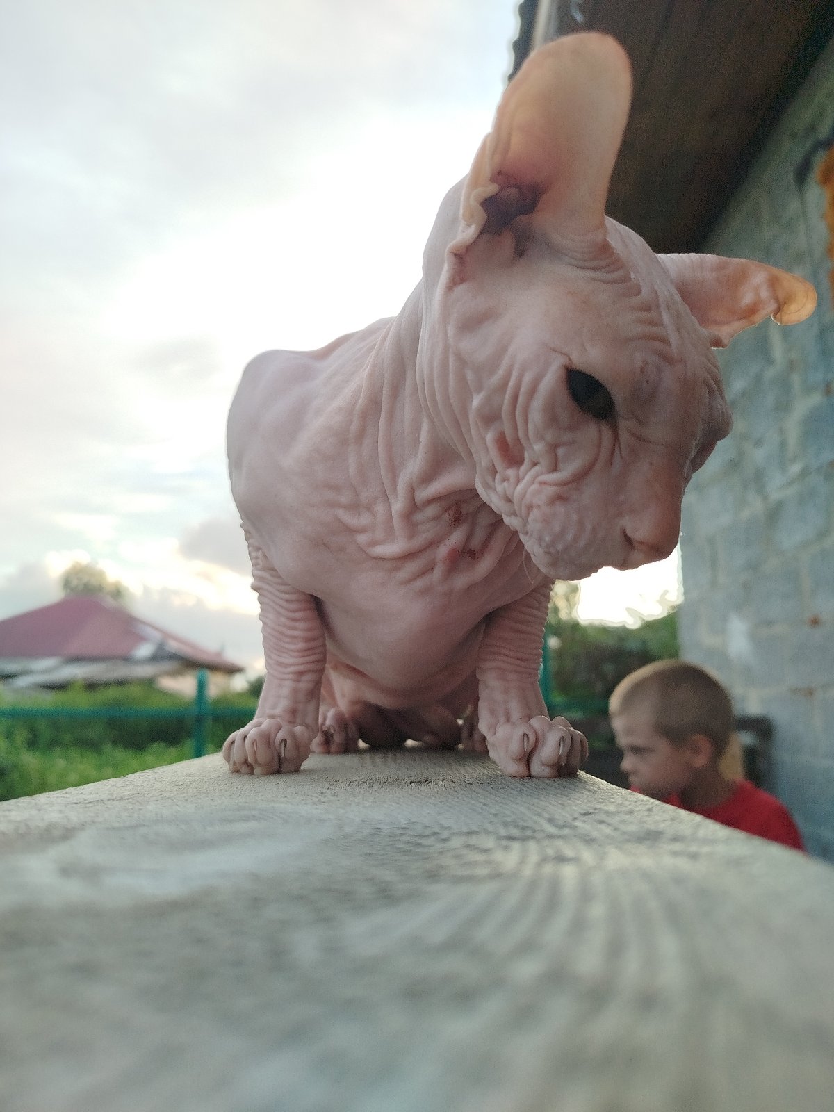 Sphynx cat owns the fence at a Russian backyard summer evening