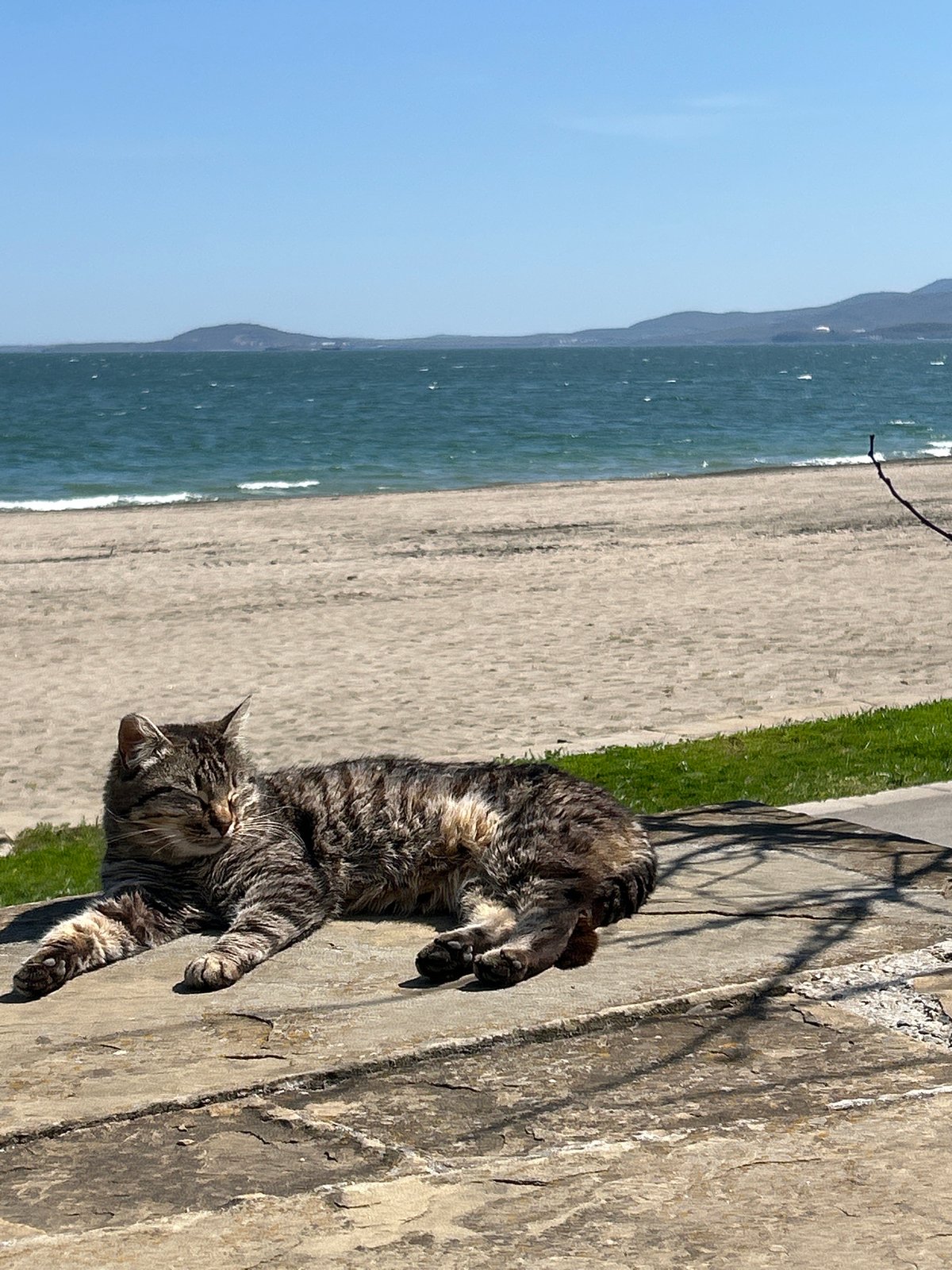 Quiet morning moments: cat, coast, and flower meadow captured