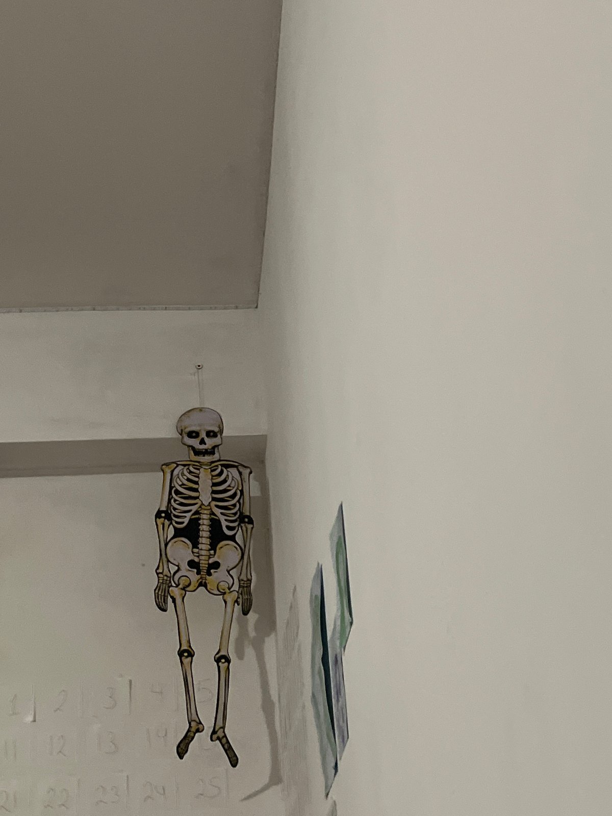 Decorative skeleton display spotted on indoor wall in Sofia