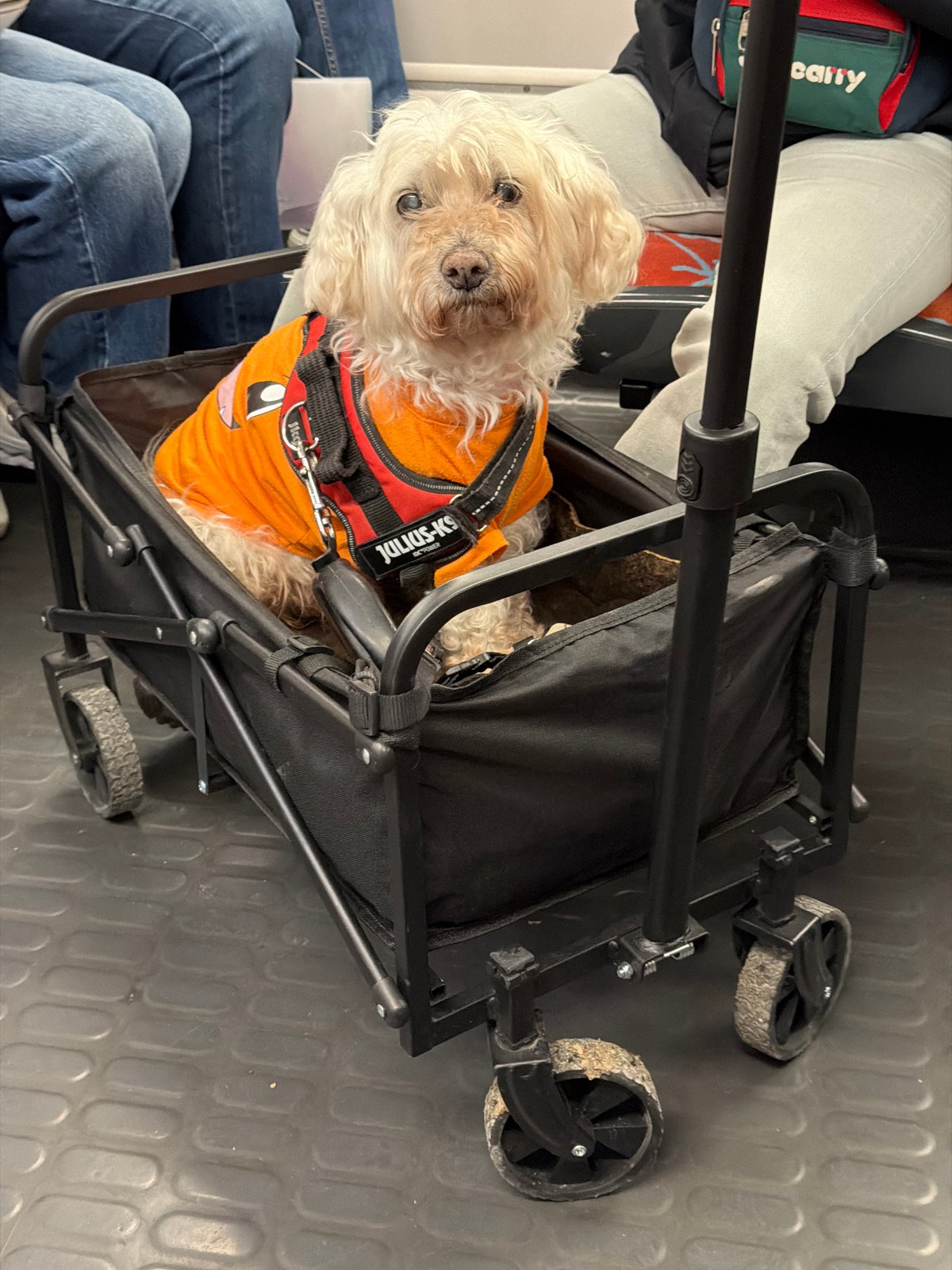 Small dog spotted riding in black pet stroller