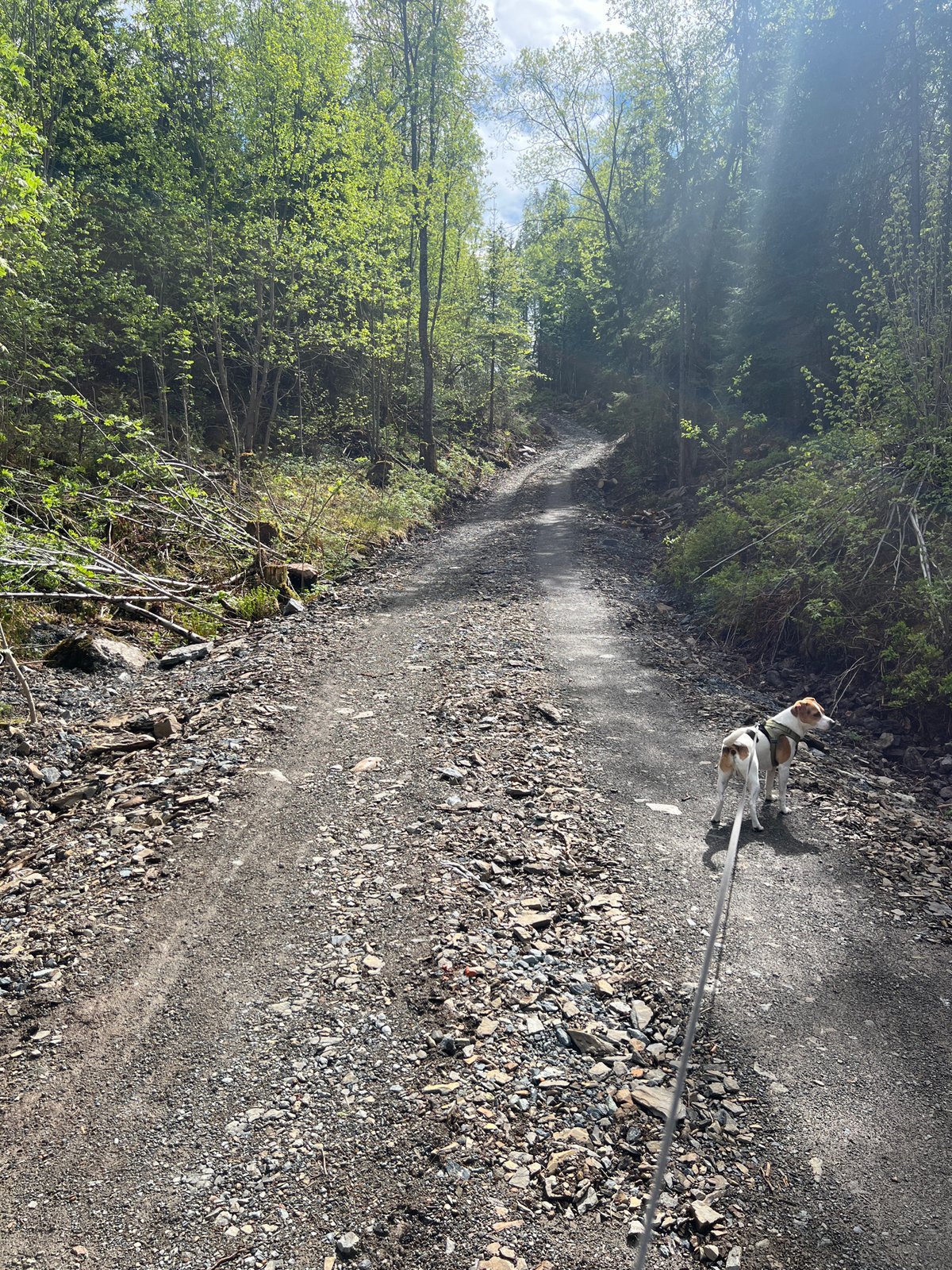 Dog walk documented through Lommedalen forest and construction area
