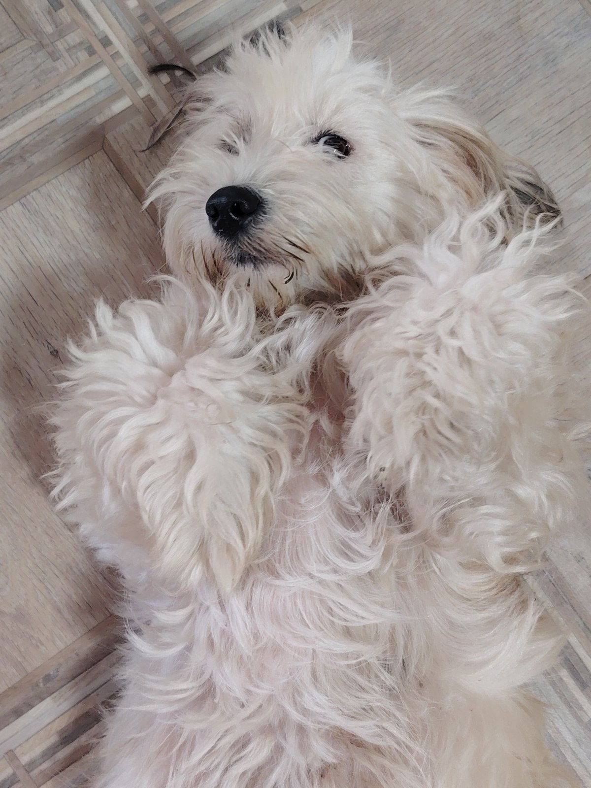 Fluffy dogs lounging and getting belly rubs at home in Rostov-on-Don