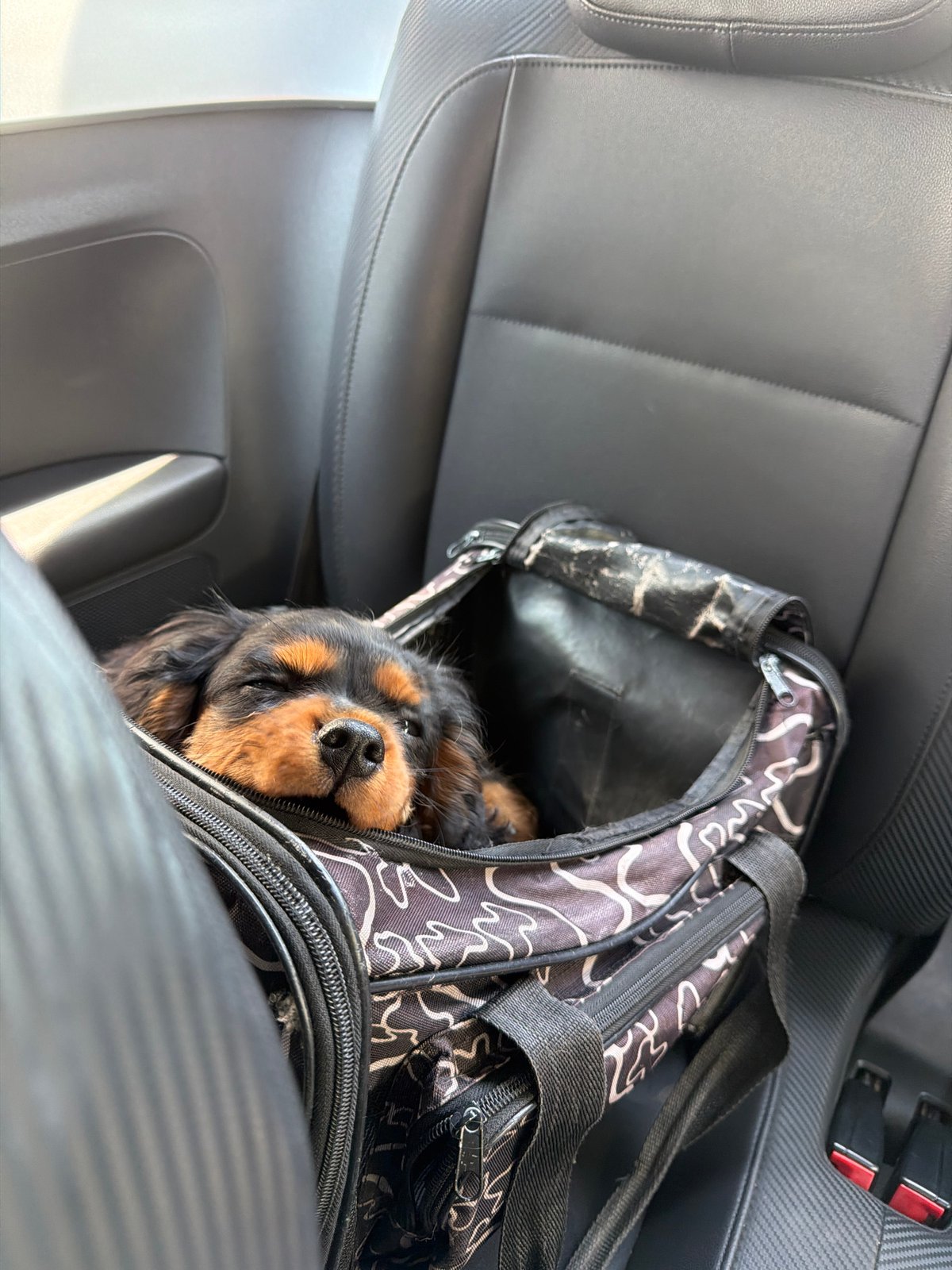 Spaniel puppy travels in carrier on Puebla car trip