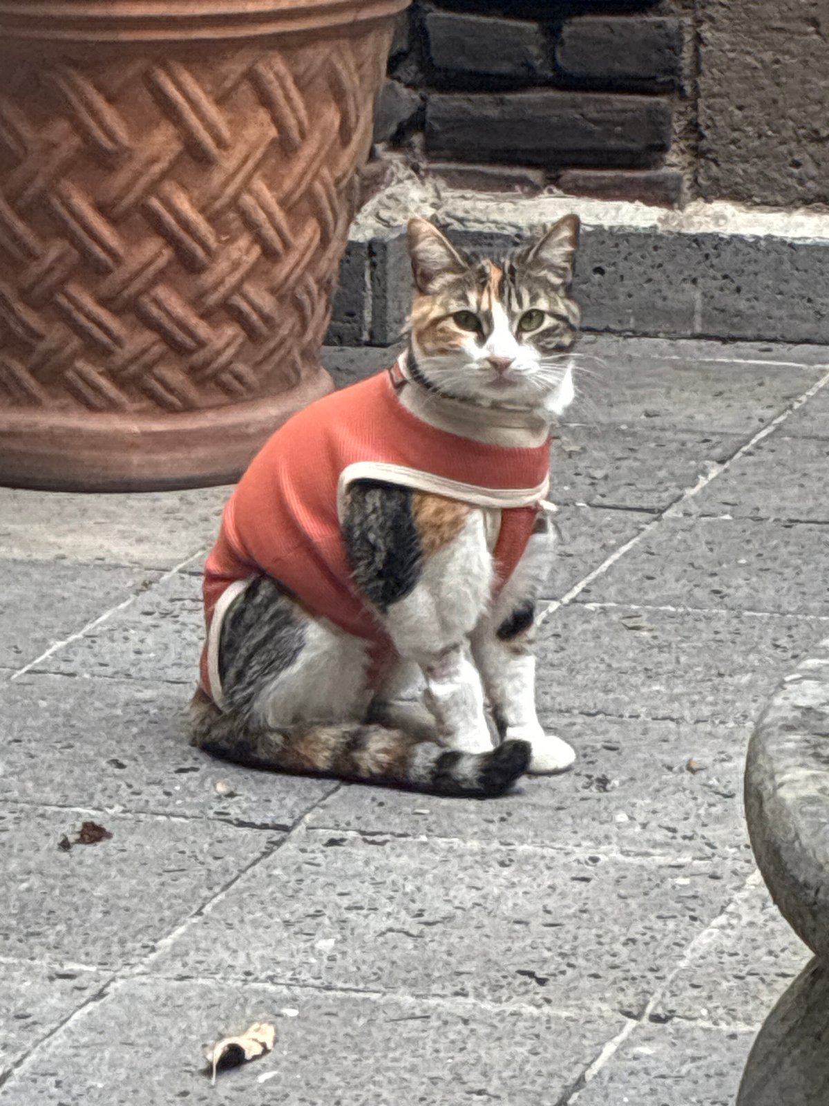 Evening hangout with cats and drinks in Cañada de Madero