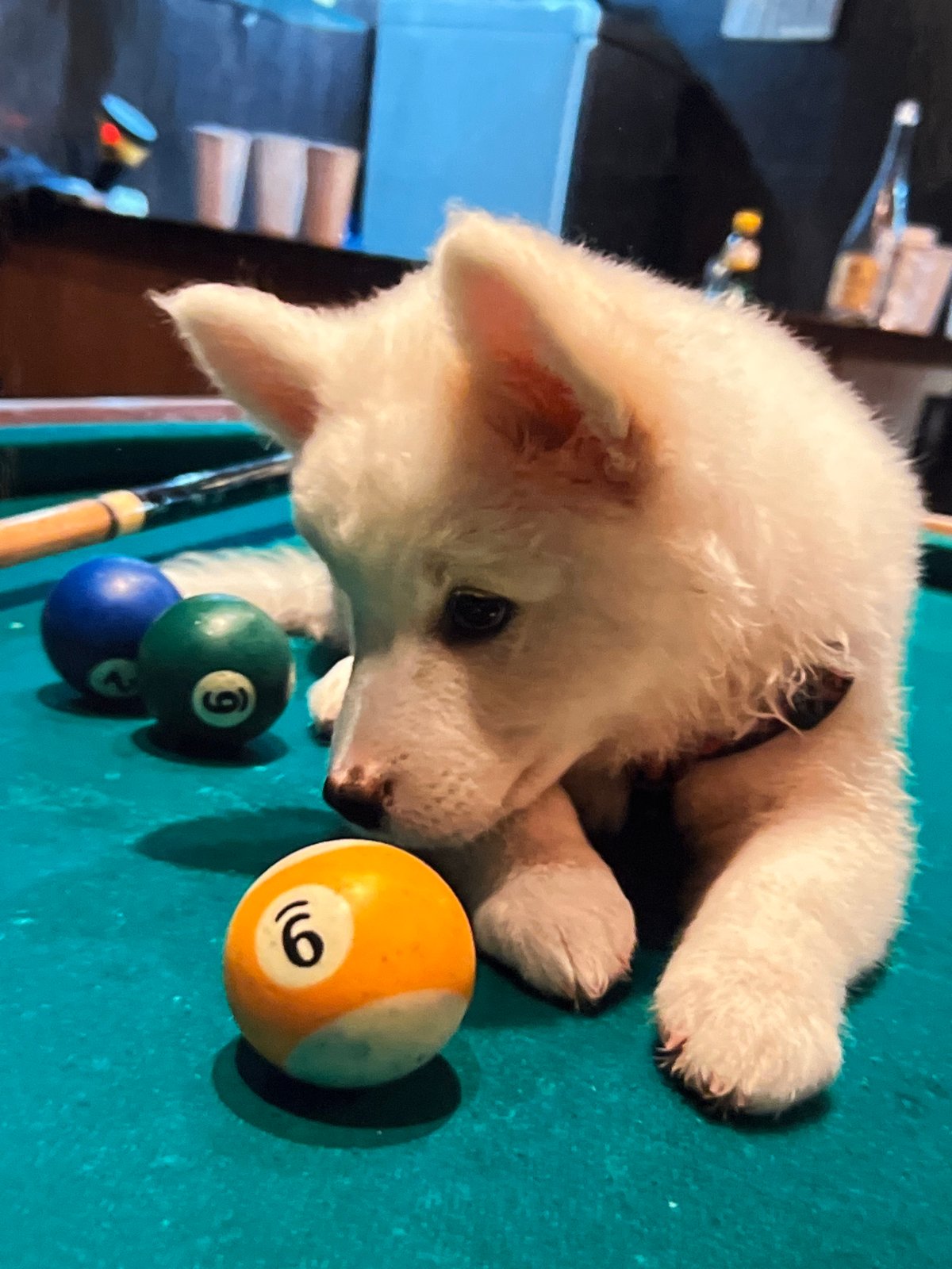White puppy chills on a pool table in Montfermeil