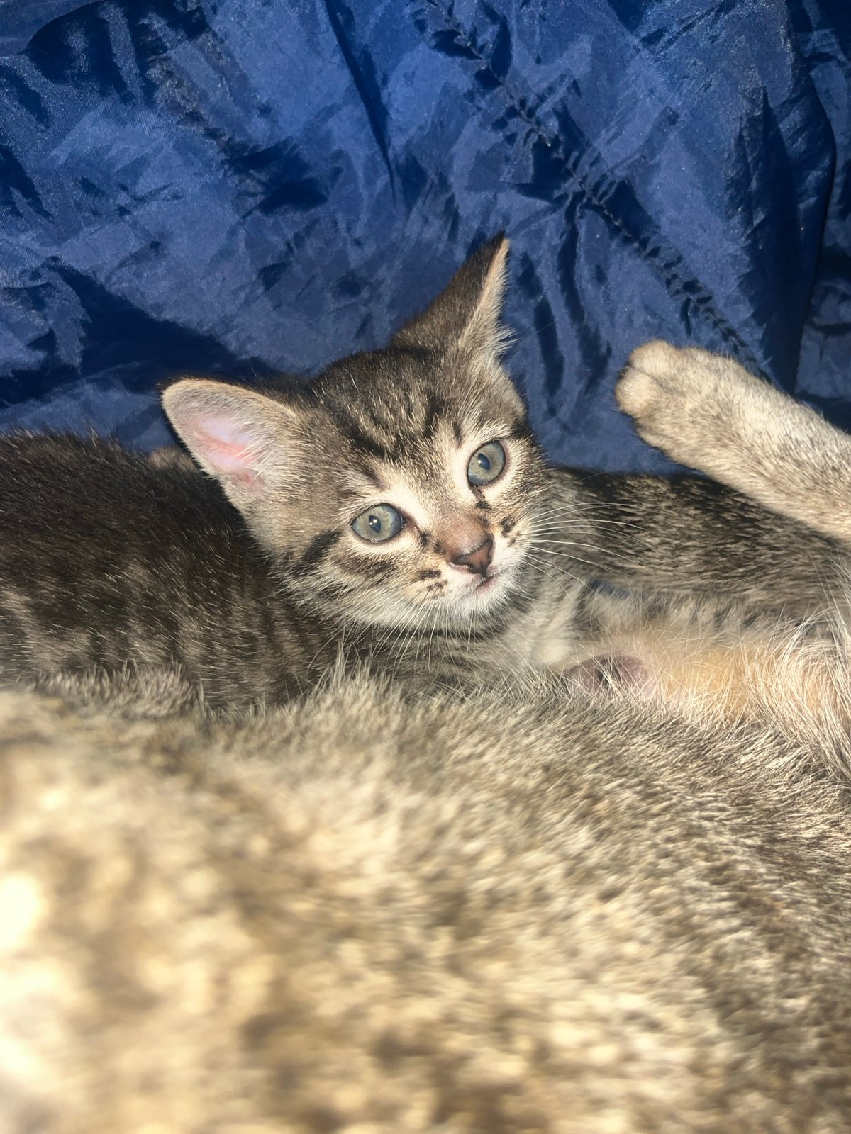 Tabby kitten sprawled out on dark blue fabric