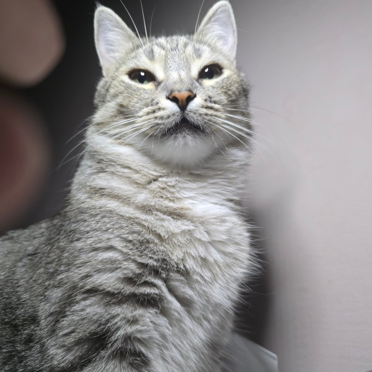 Gray tabby cat photographed from multiple angles indoors