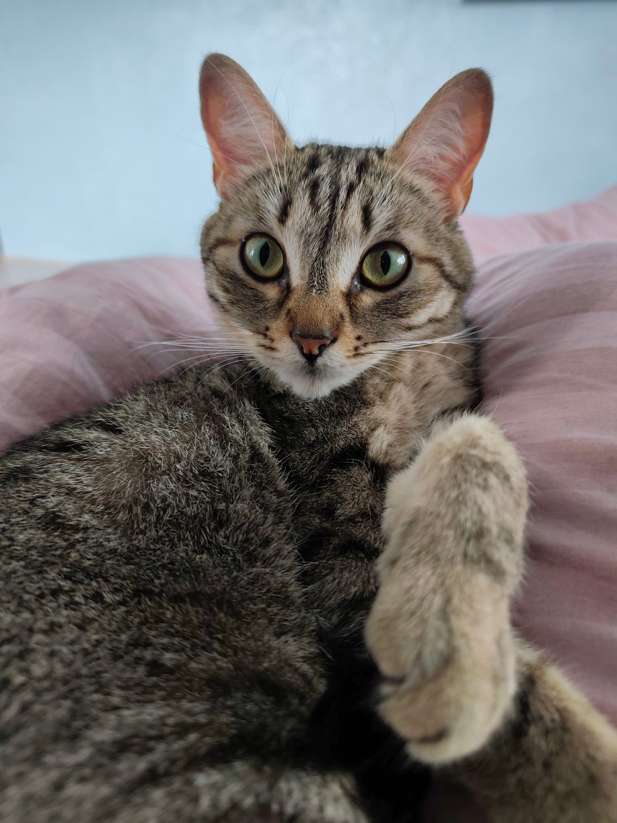 Domestic life documented in Chaikovsky: cats, cake, selfies