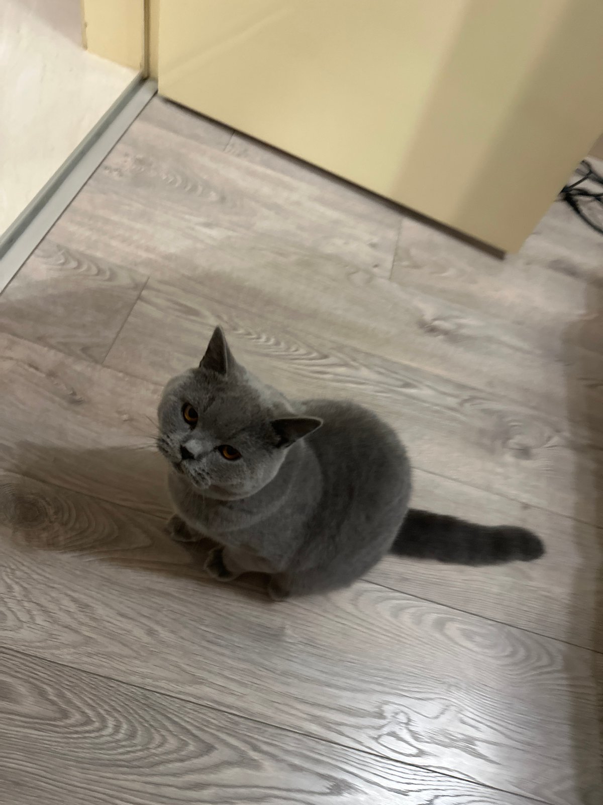 British Shorthair plays, explores, and naps on a wood floor