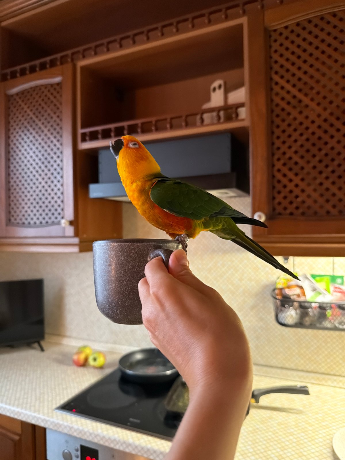 Parrots, mugs, and a Pomeranian at home in Khimki