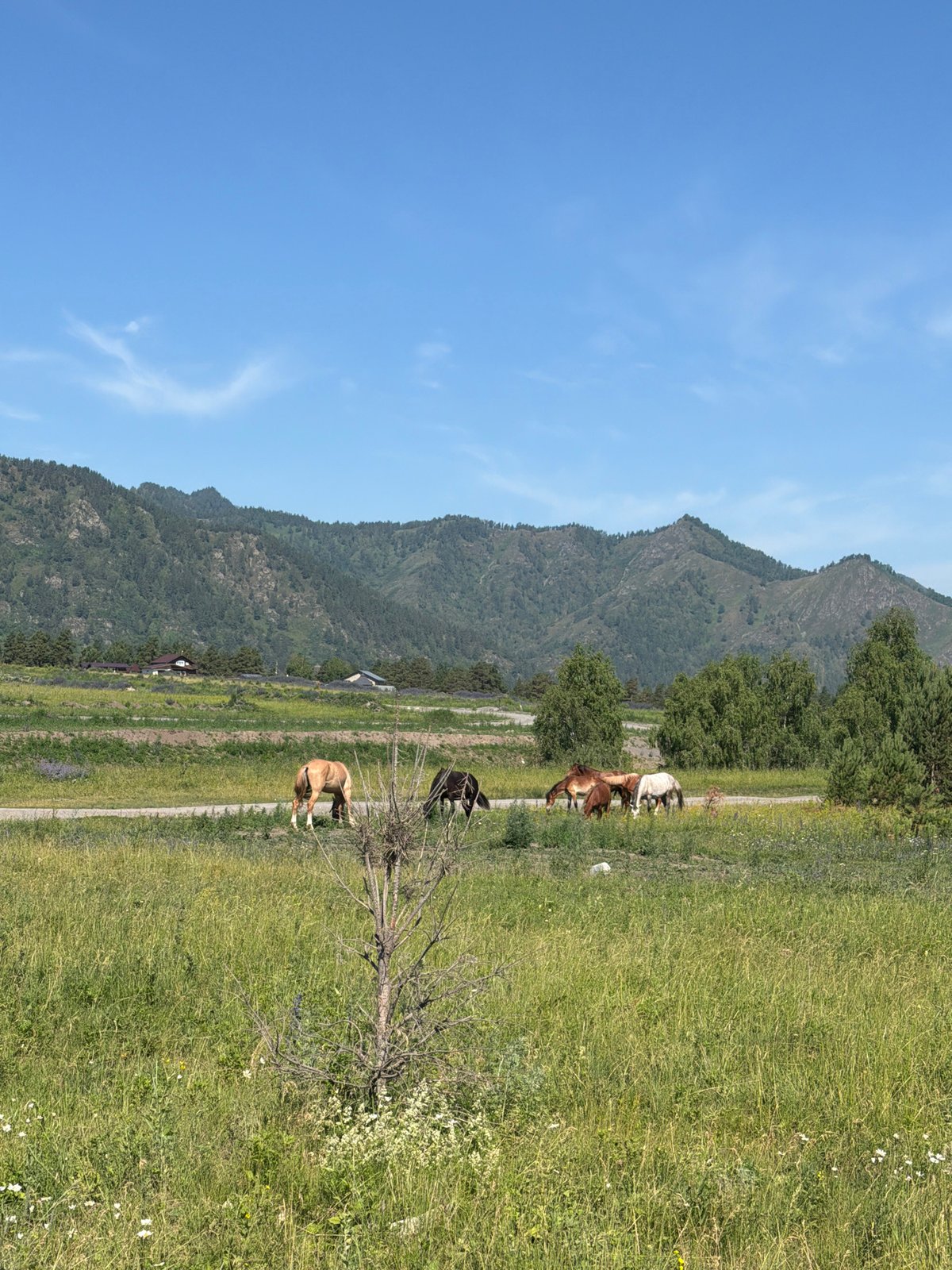 Horses grazing in an Altai meadow, Elekmonar