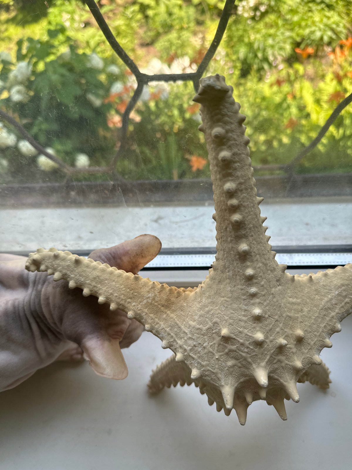 Sphynx cat gets curious about a dried starfish on a windowsill