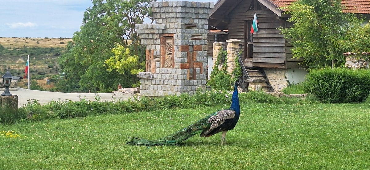 Rustic Bulgarian guesthouse complex with wildlife roaming the grounds