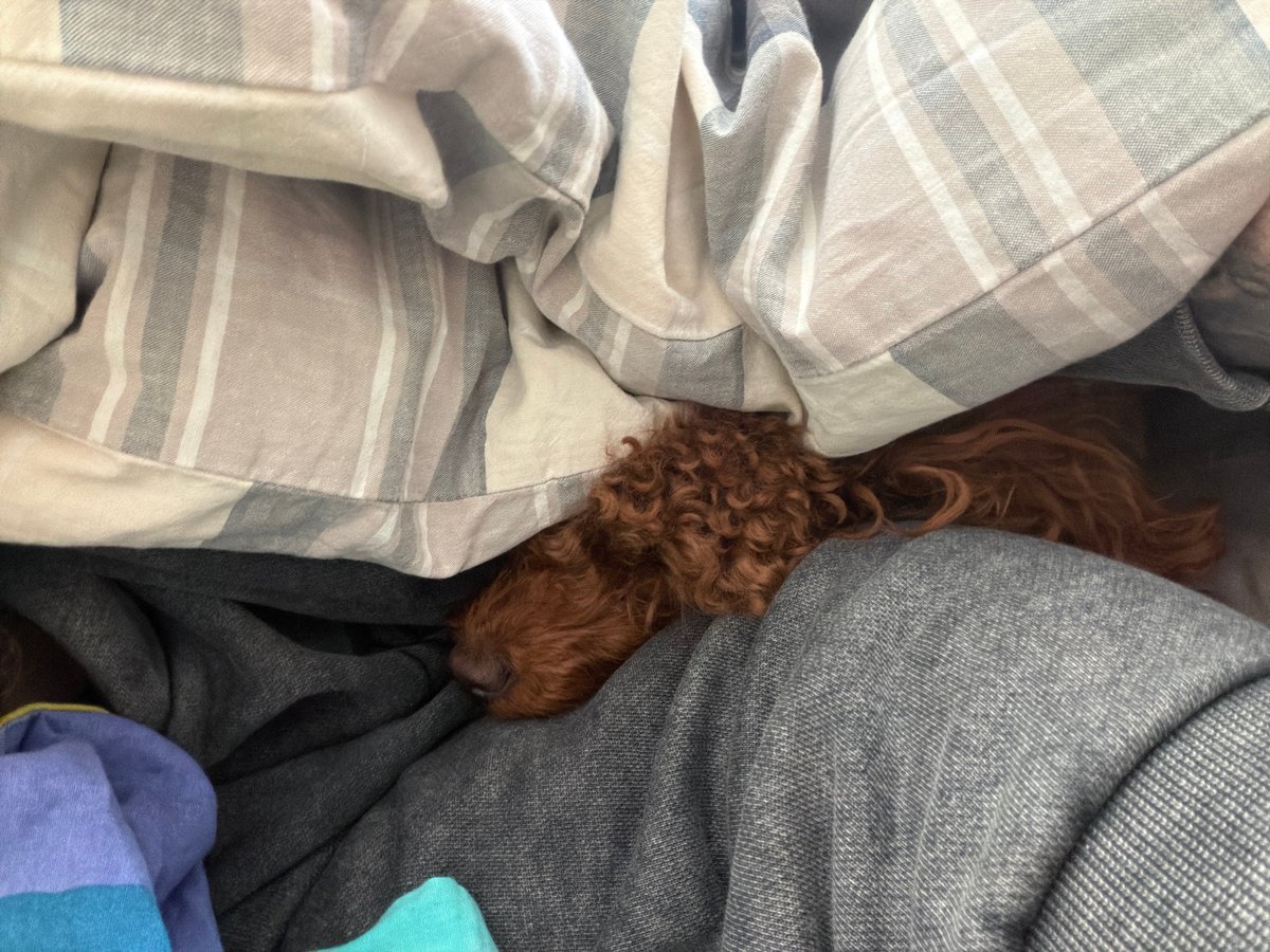 Dog found nestled under pile of clothing in Sofia