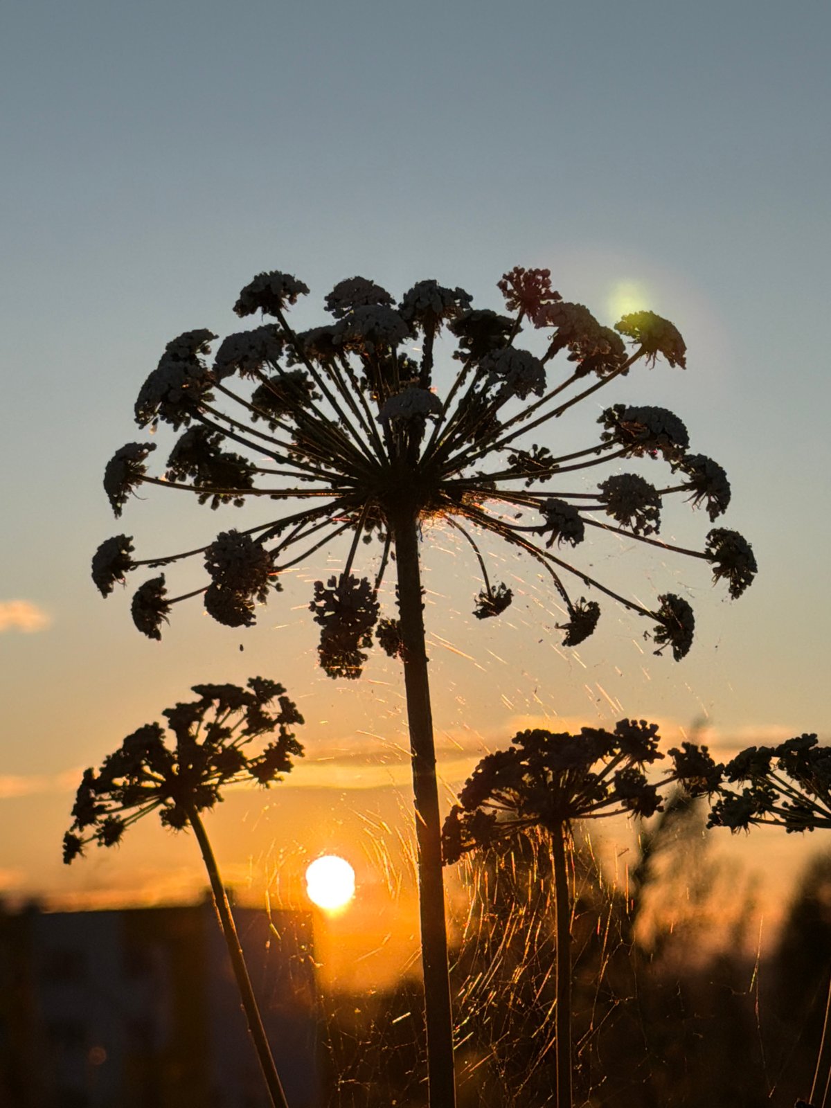 Golden hour captured across plants, buildings, and faces at sunset.