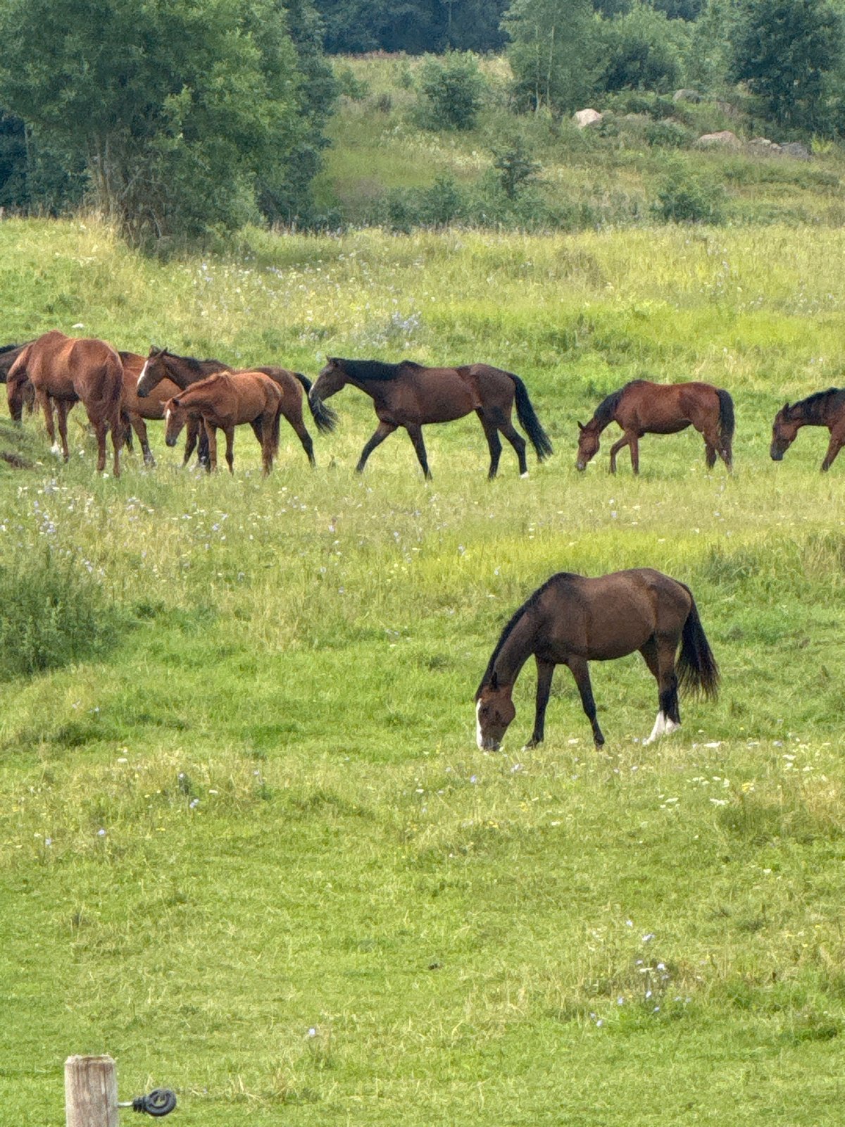 Horses grazing in a Lithuanian meadow on a summer morning