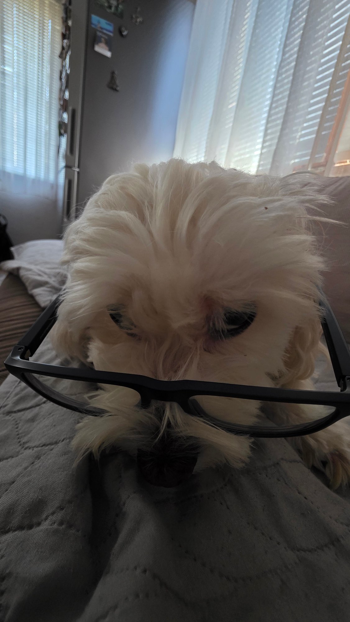 Dog poses in costume accessories during morning photo session