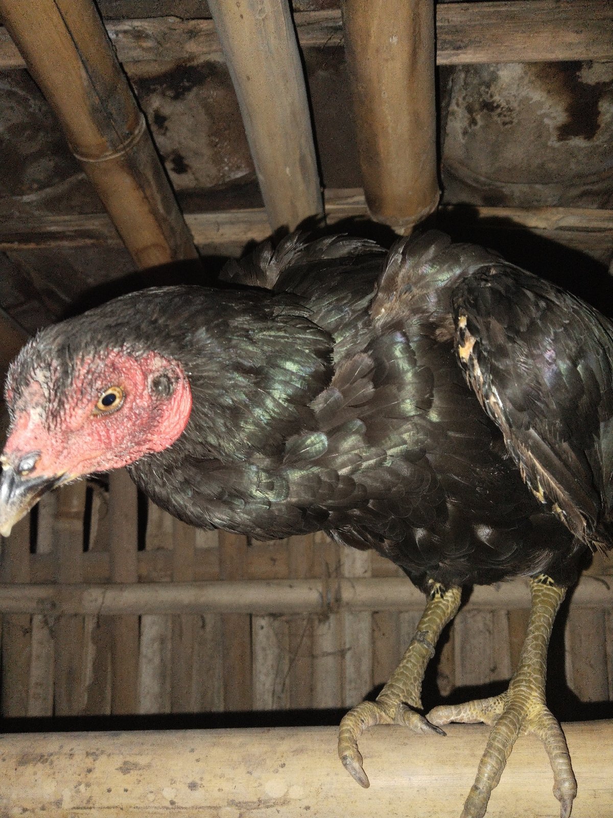 Chickens and cat documented in rural bamboo coop structure